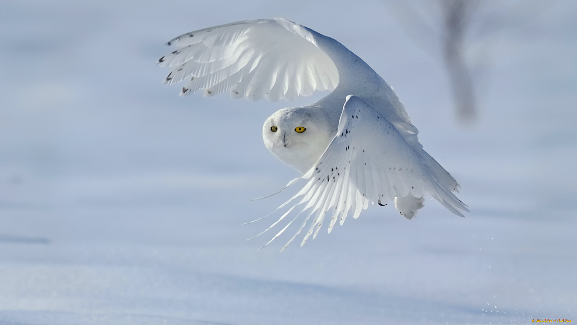 животные, совы, зима, nyctea, scandiaca, снег, bubo, scandiacus, полярная, сова, белая, птица