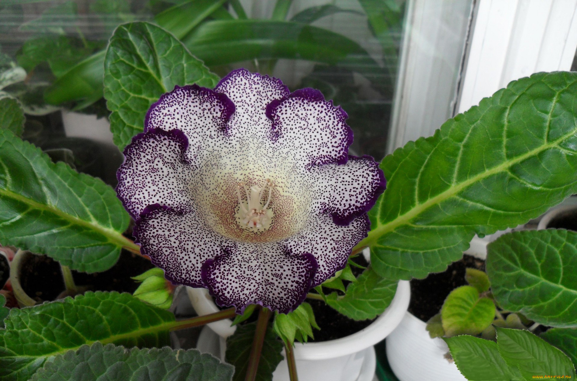 глоксиния, , сорт, шаганэ, цветы, глоксиния, , синнингия, домашнее, ростение, сорт, шаганэ