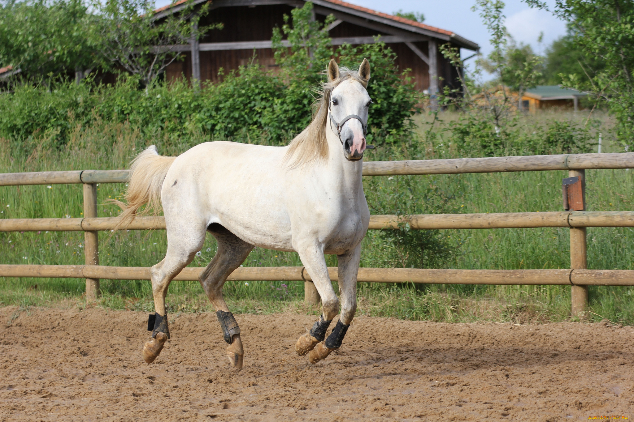 животные, лошади, вольер, лошадка