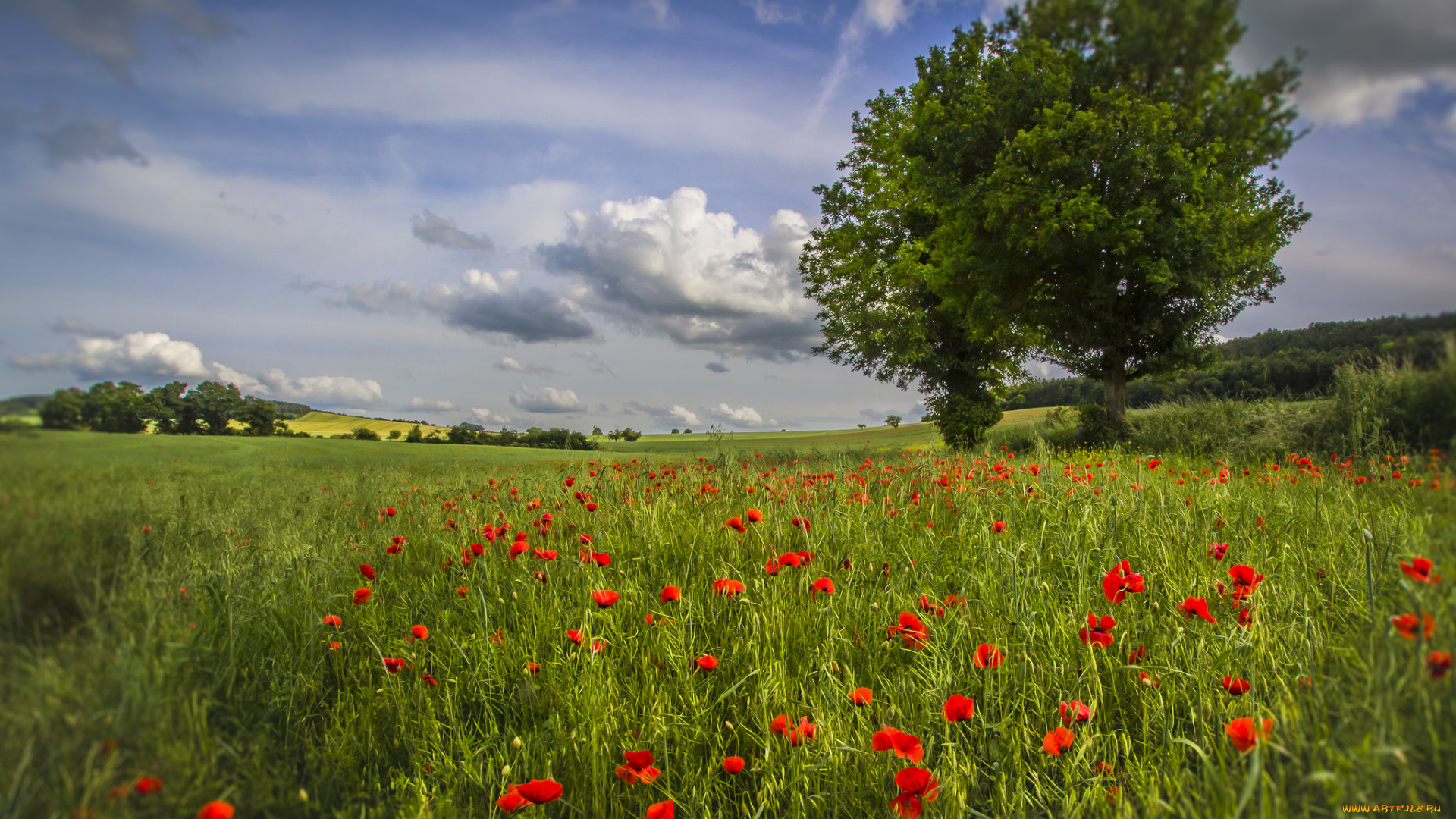 природа, луга, простор