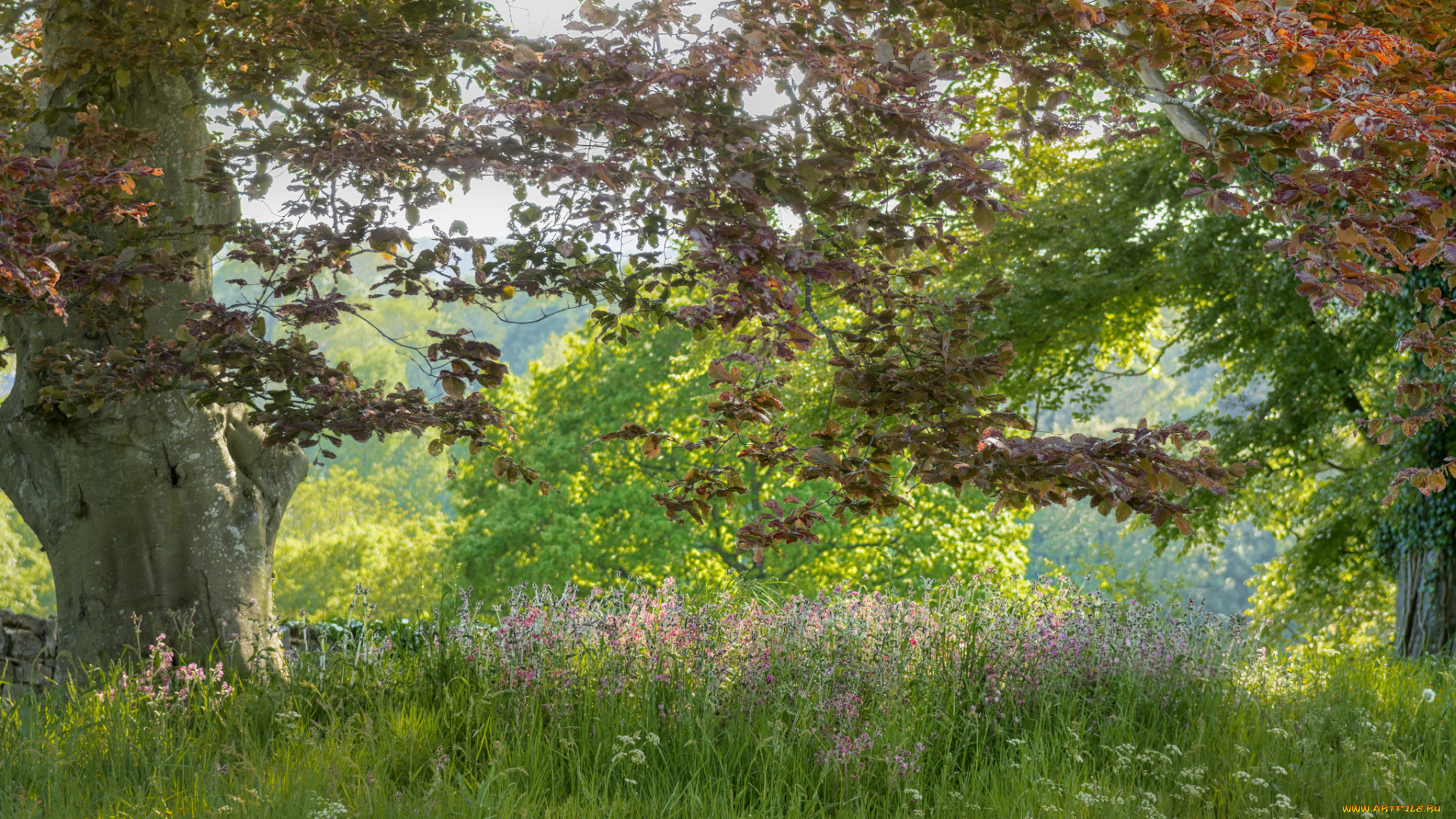 природа, пейзажи, простор