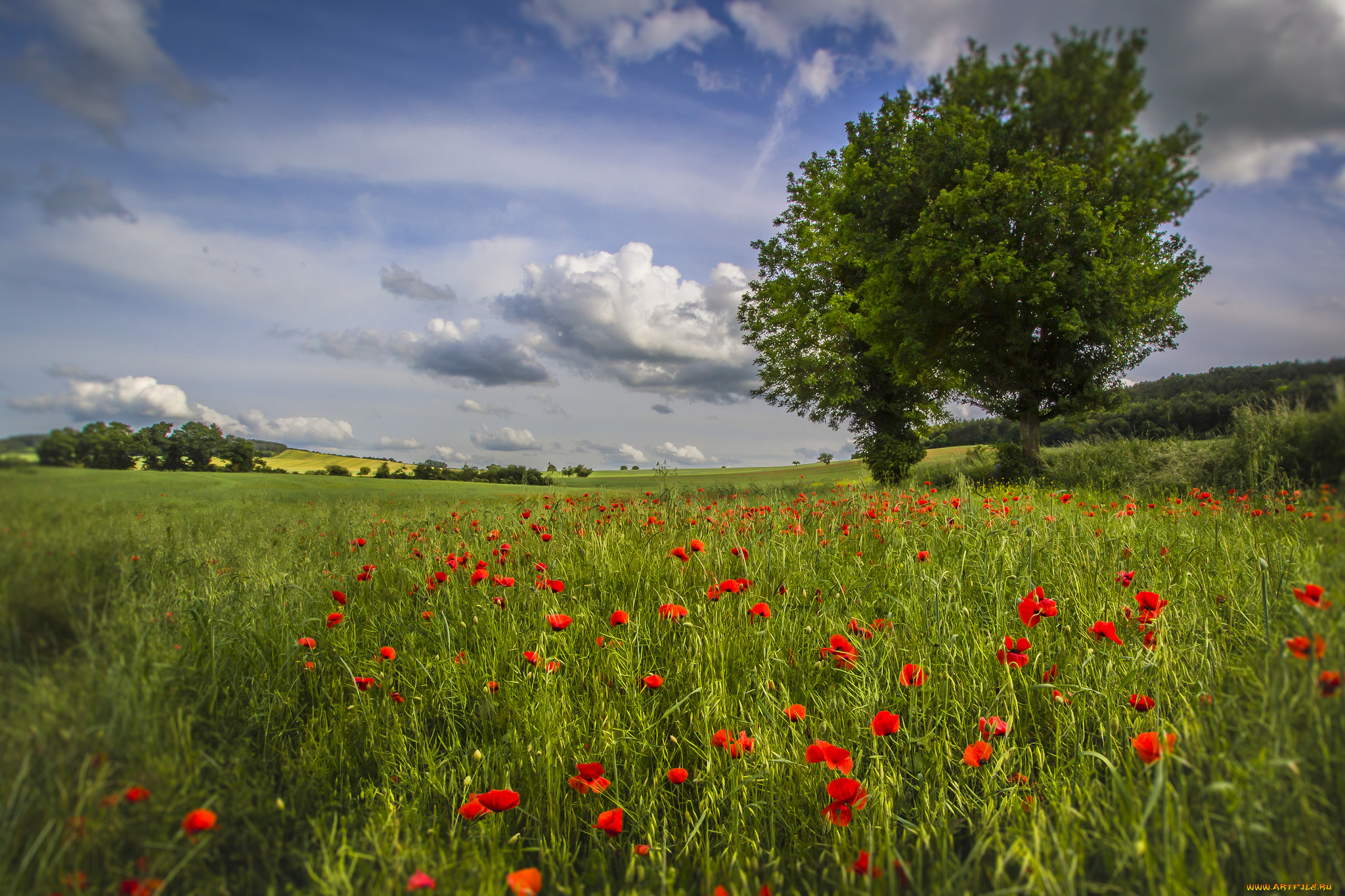 природа, луга, простор