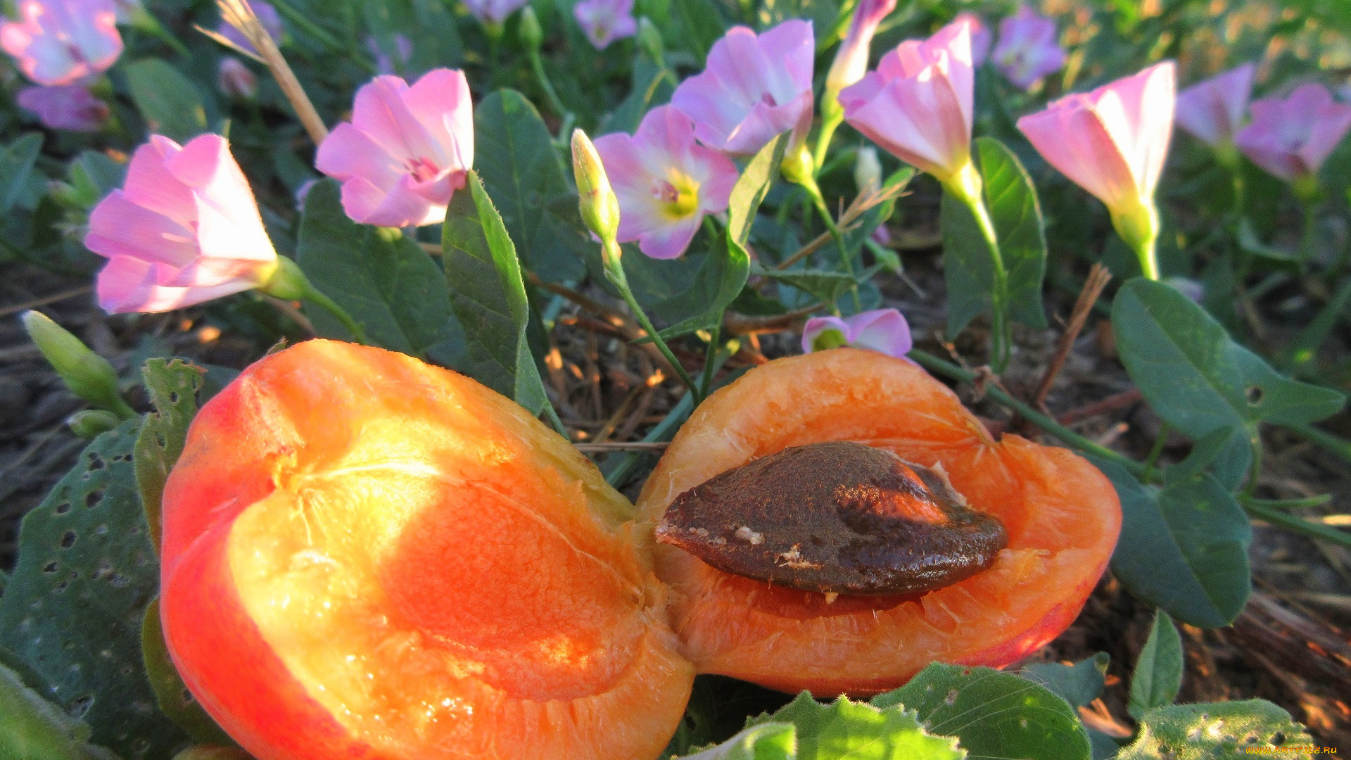 еда, персики, , сливы, , абрикосы, лето, 2018