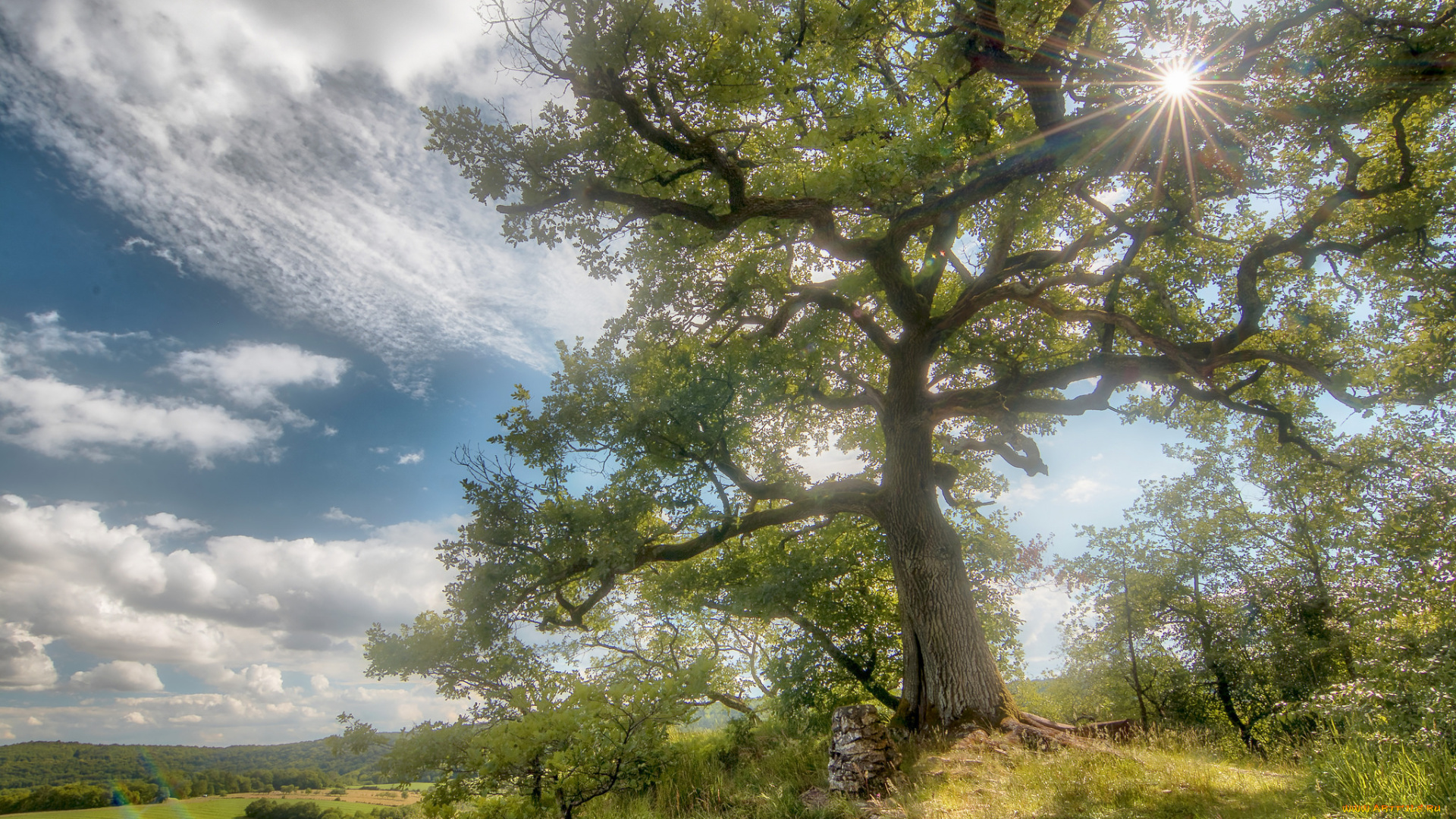 природа, деревья, простор