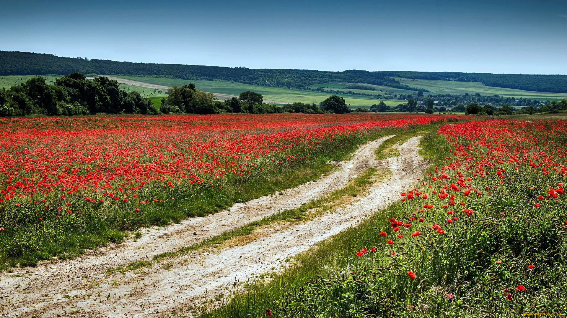 природа, дороги, маки, луга, лето, дорога, проселочная