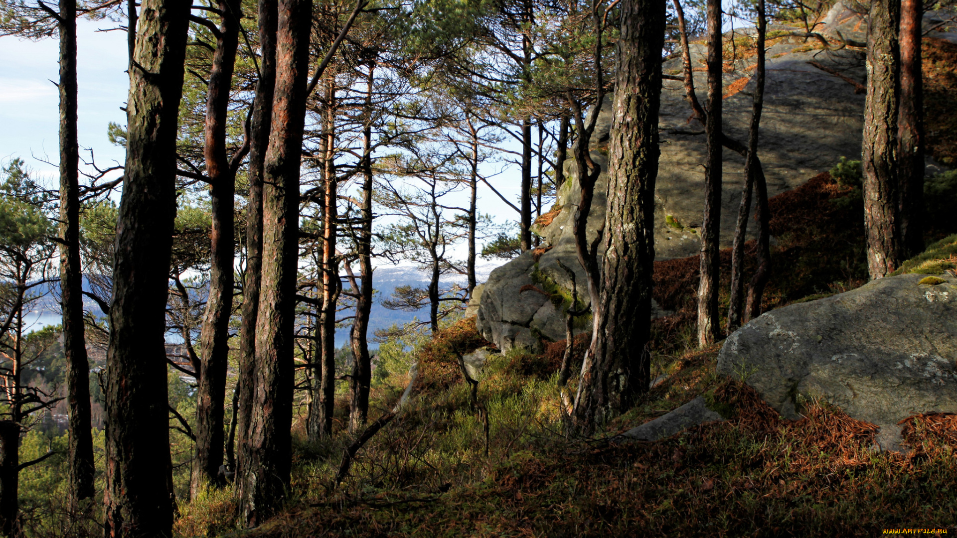 природа, лес, простор