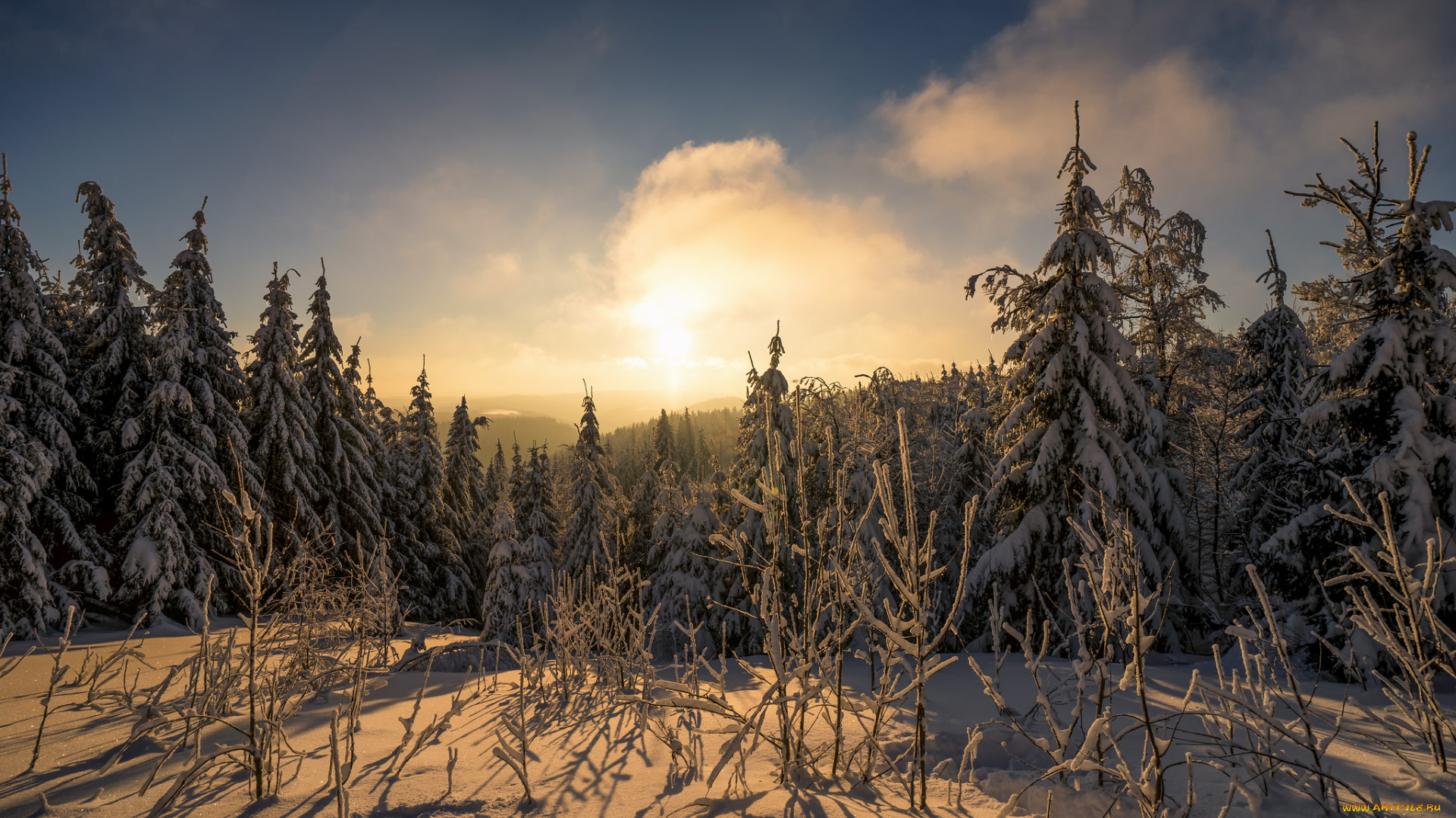 природа, лес, простор