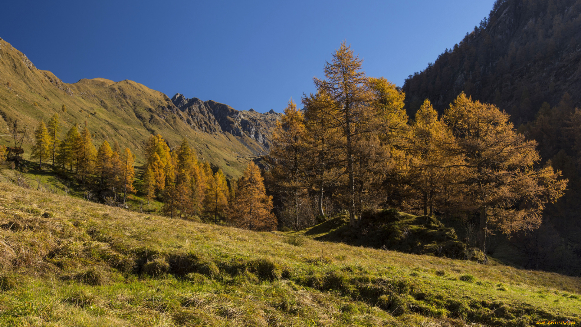 природа, лес, простор