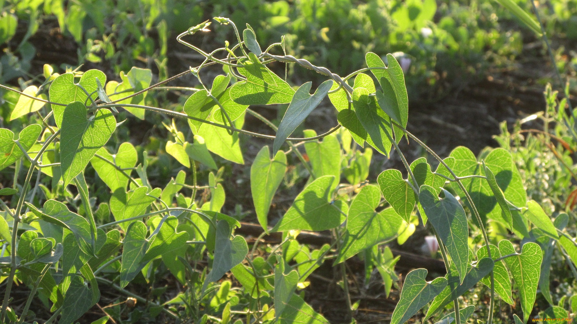 природа, листья, лето, 2018