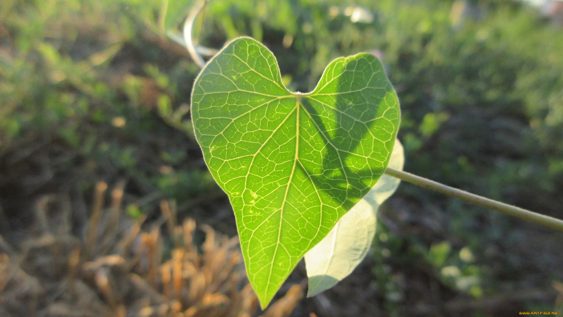 природа, листья, лето, 2018