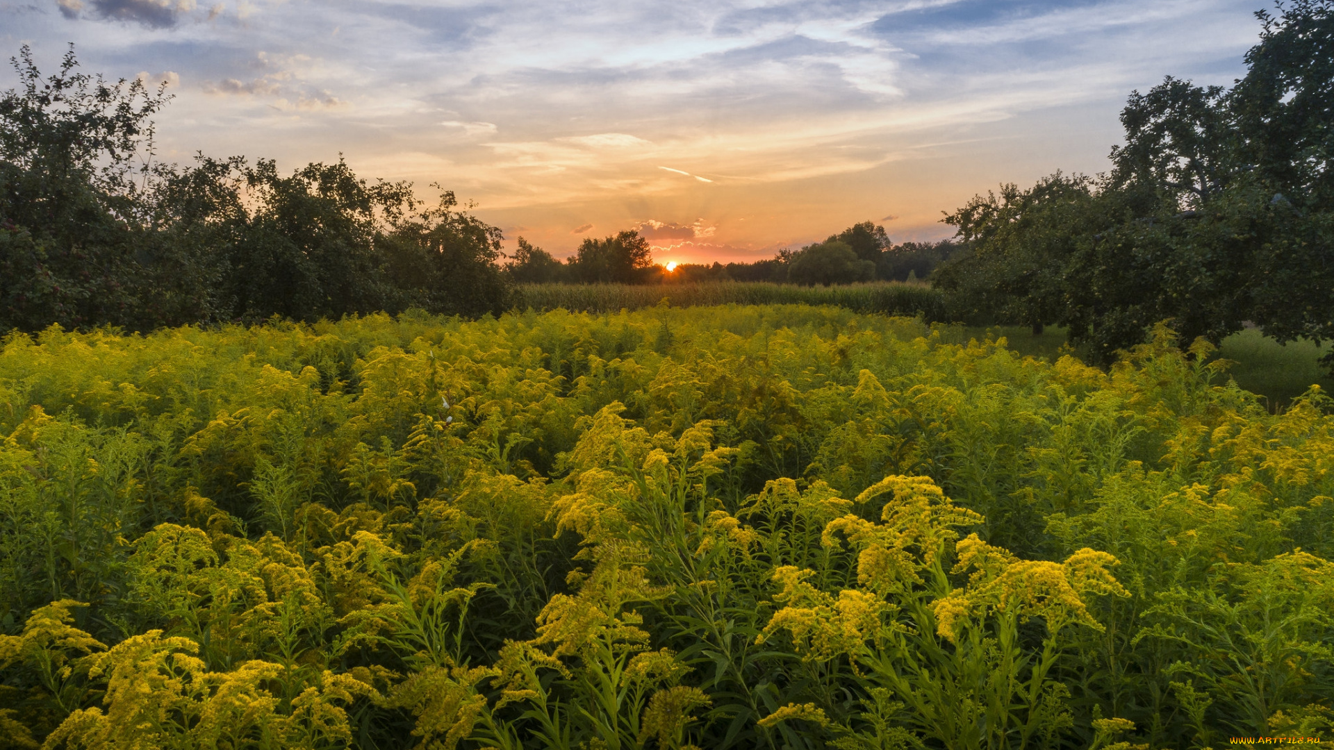 природа, луга, простор