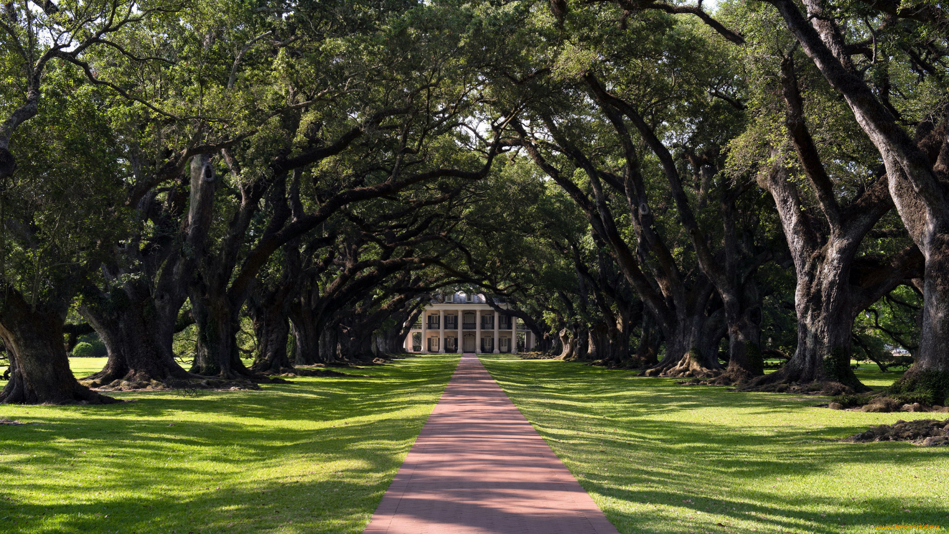 природа, парк, дубы