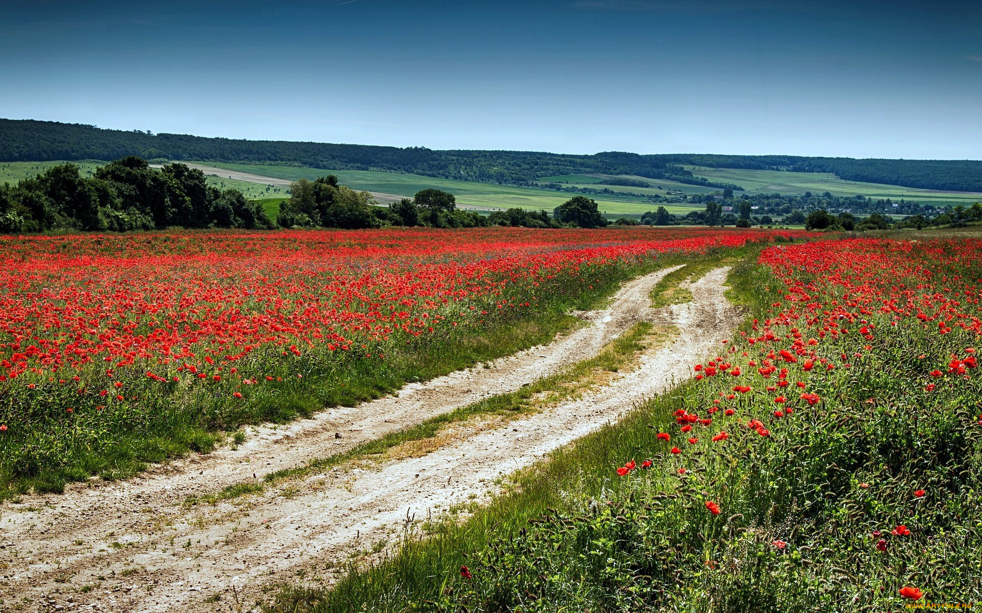 природа, дороги, маки, луга, лето, дорога, проселочная