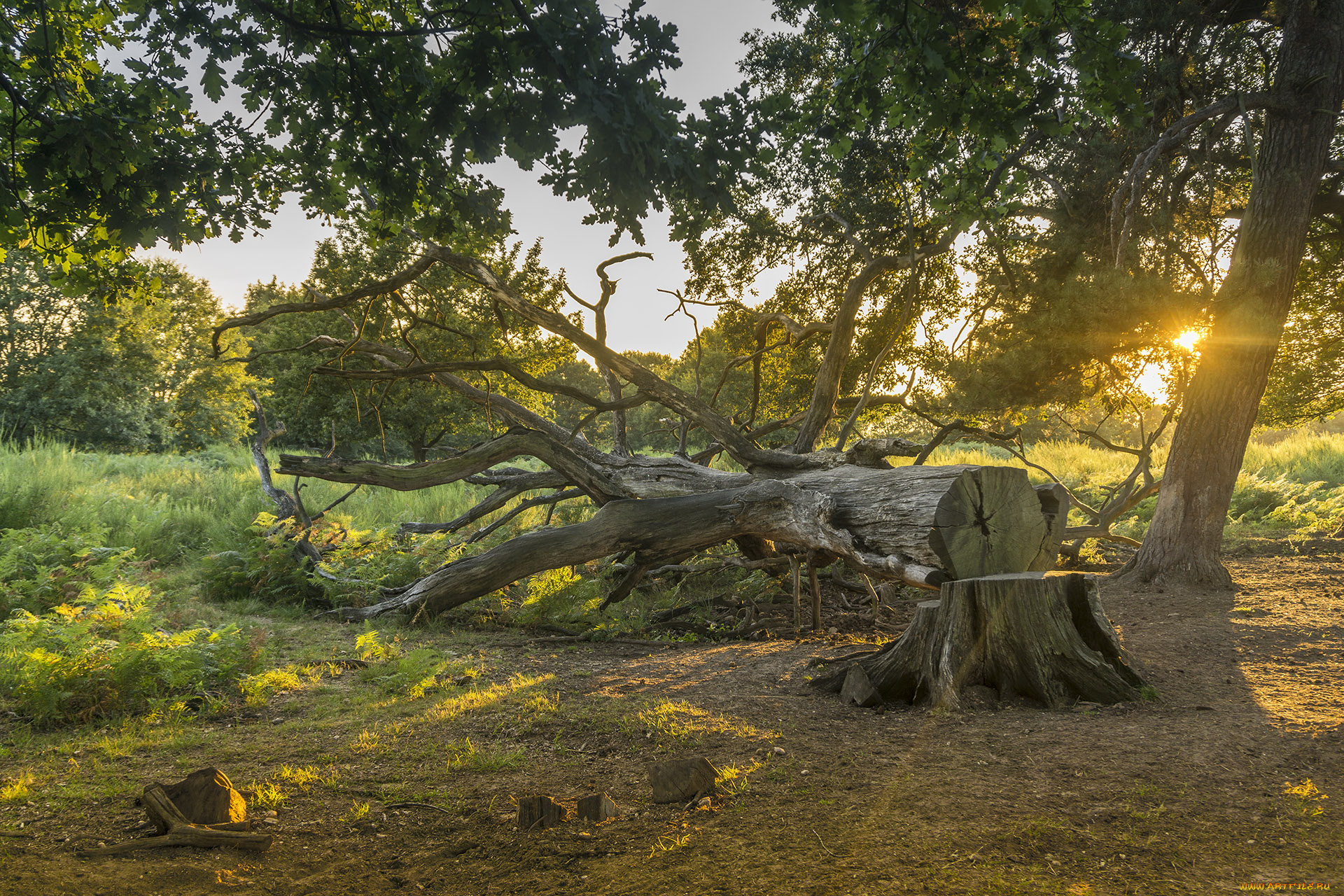 природа, лес, простор