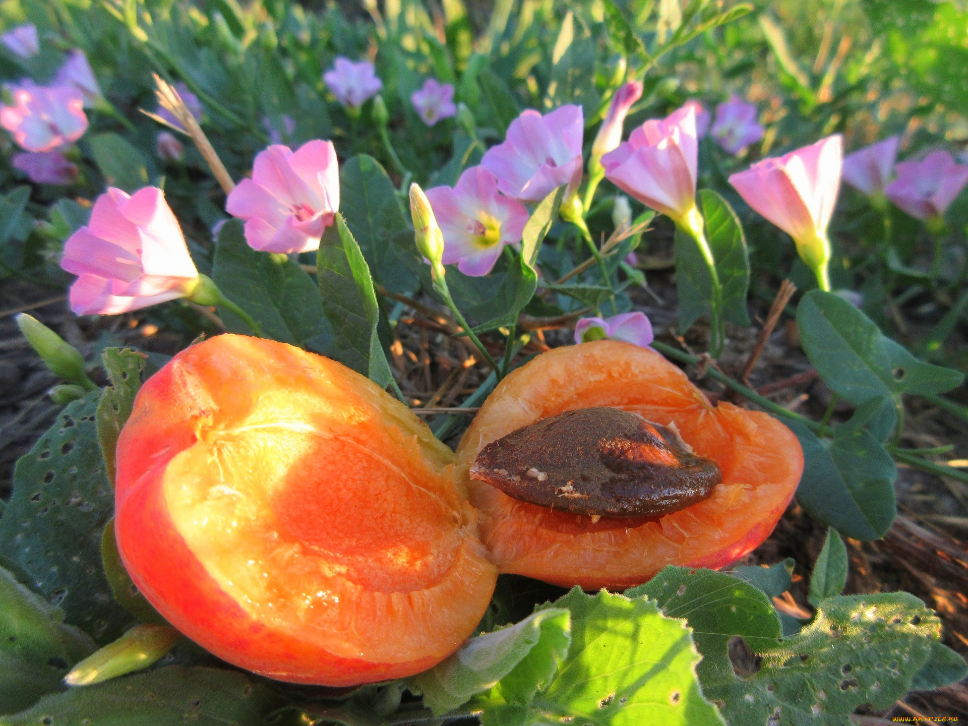 еда, персики, , сливы, , абрикосы, лето, 2018