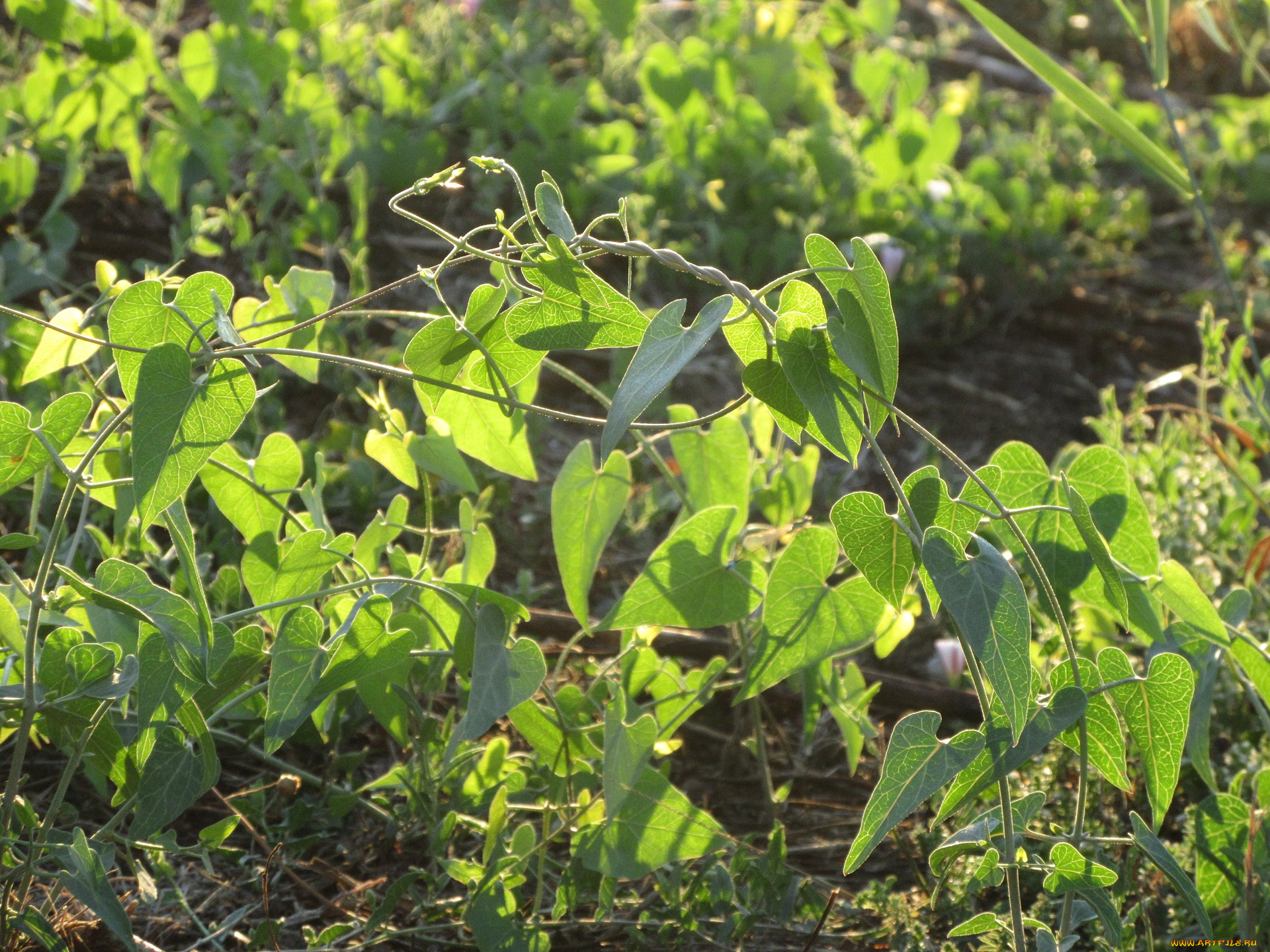 природа, листья, лето, 2018