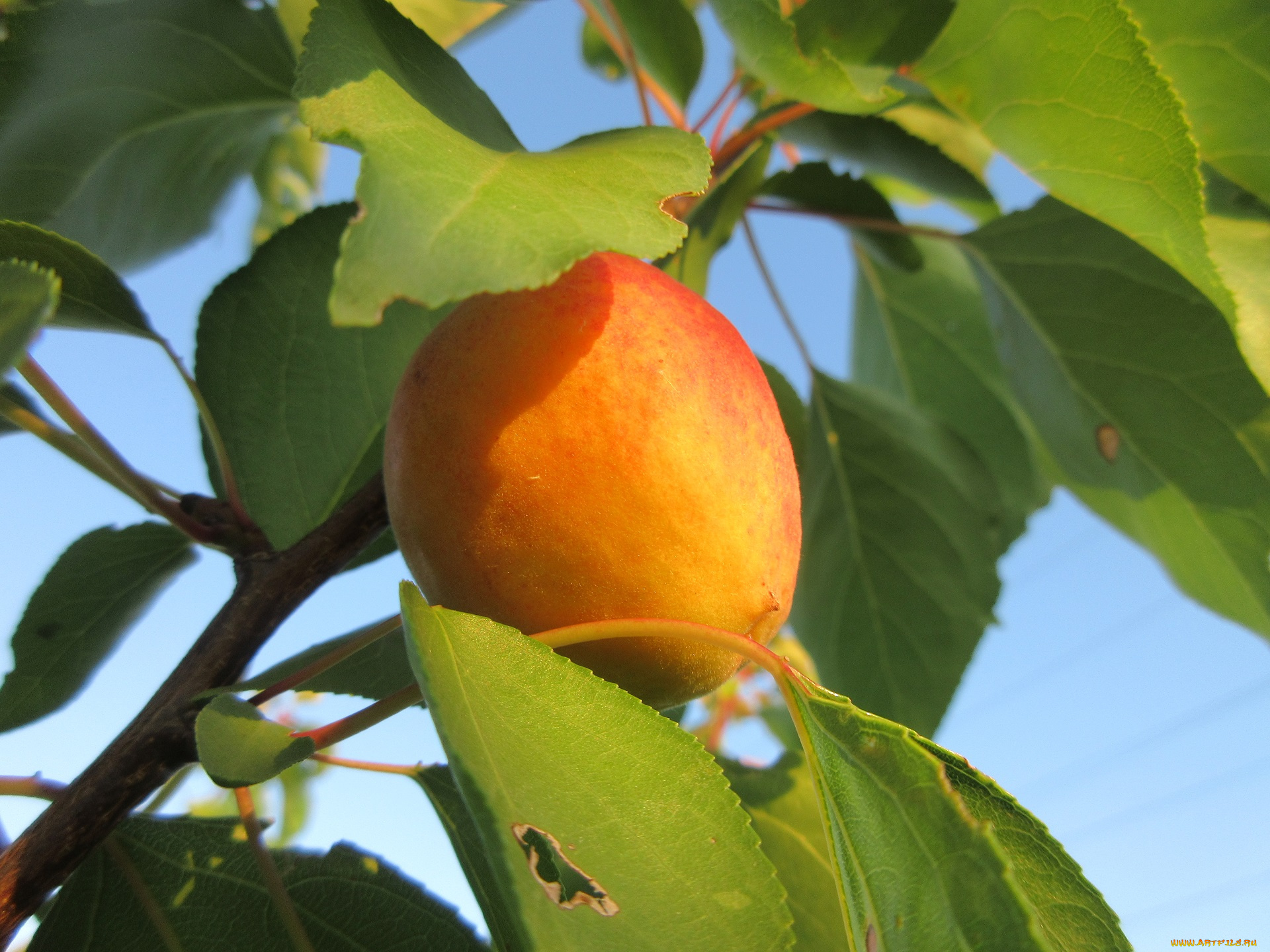 природа, плоды, лето, 2018