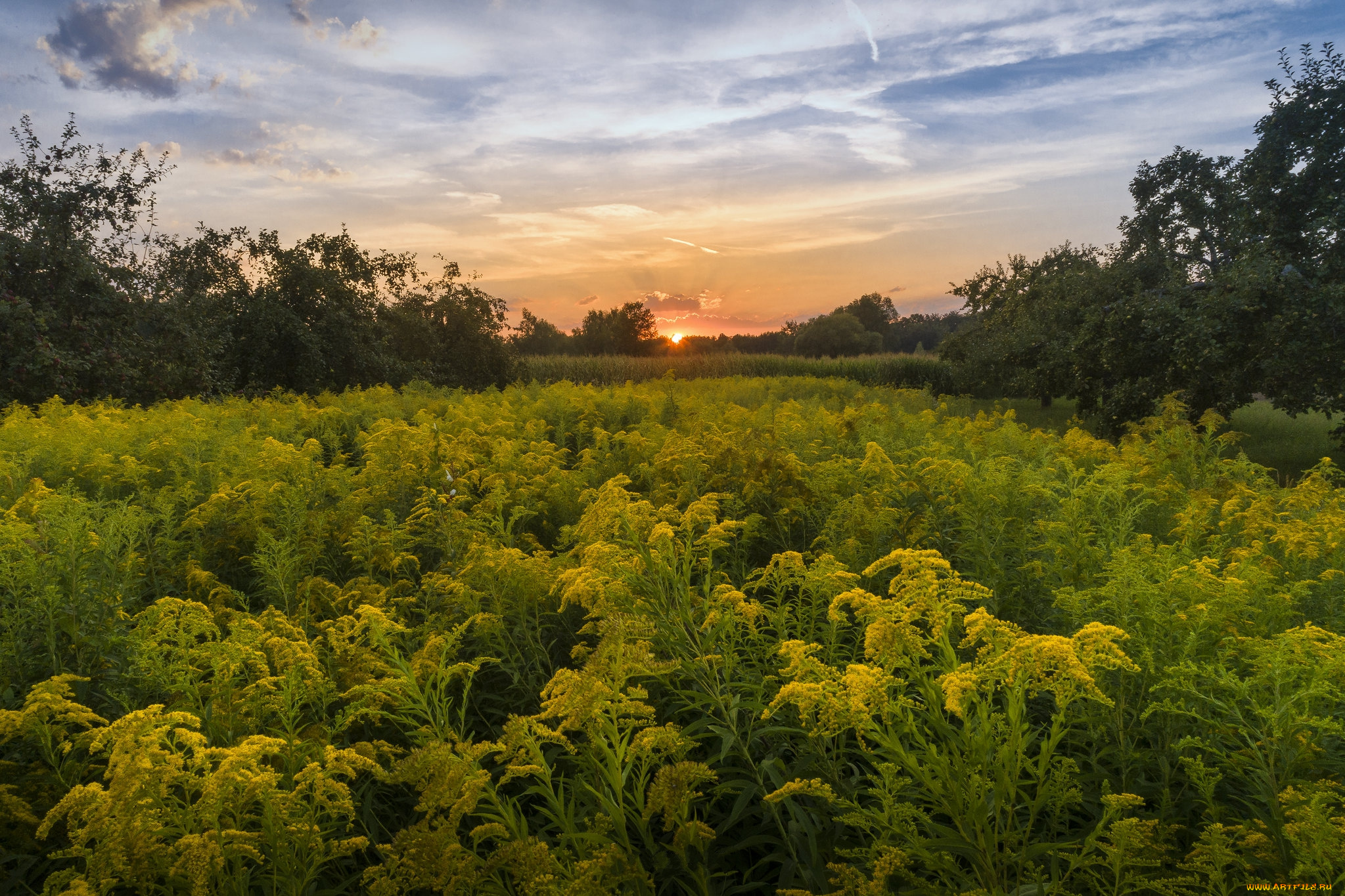 природа, луга, простор