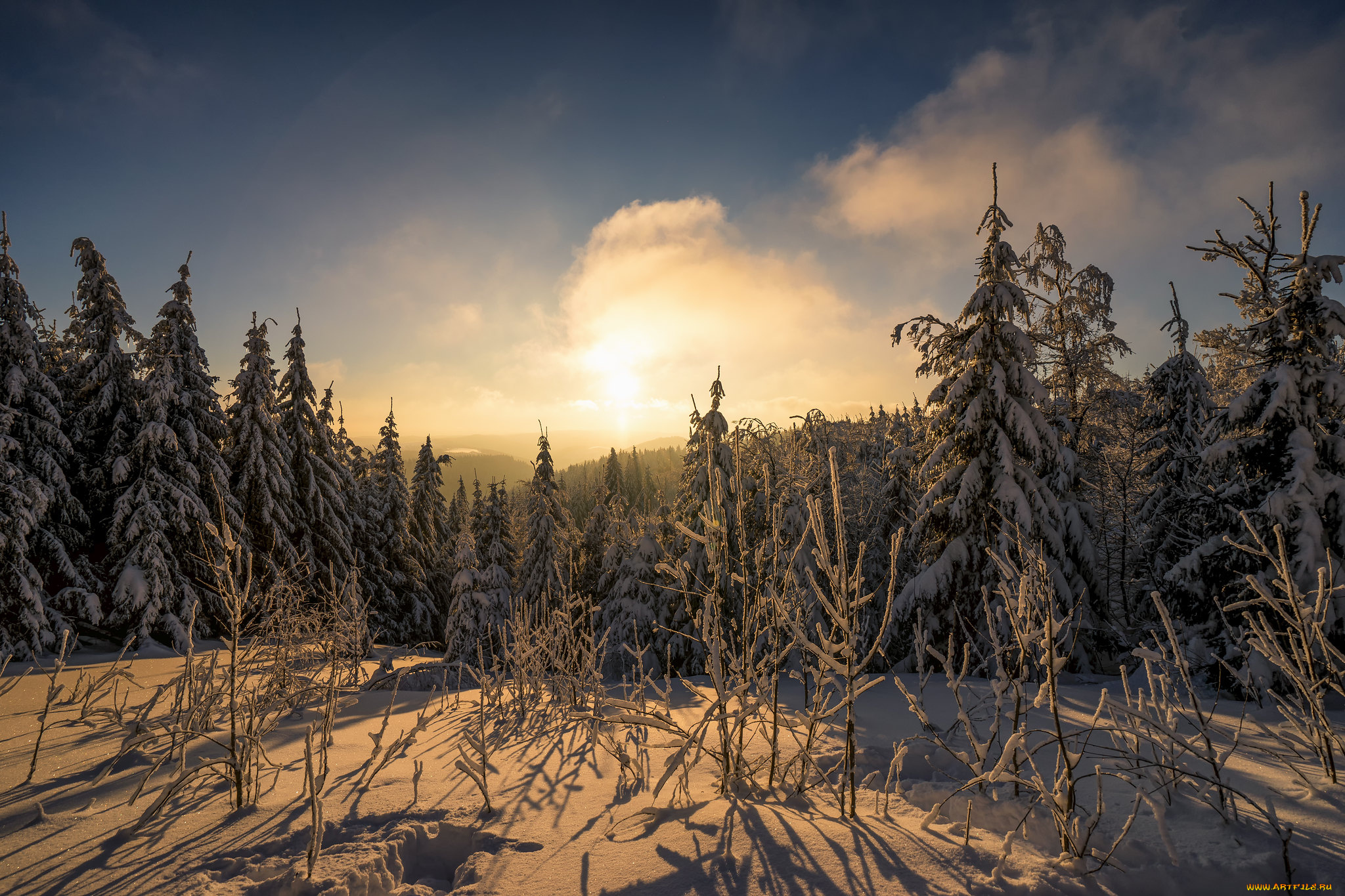 природа, лес, простор