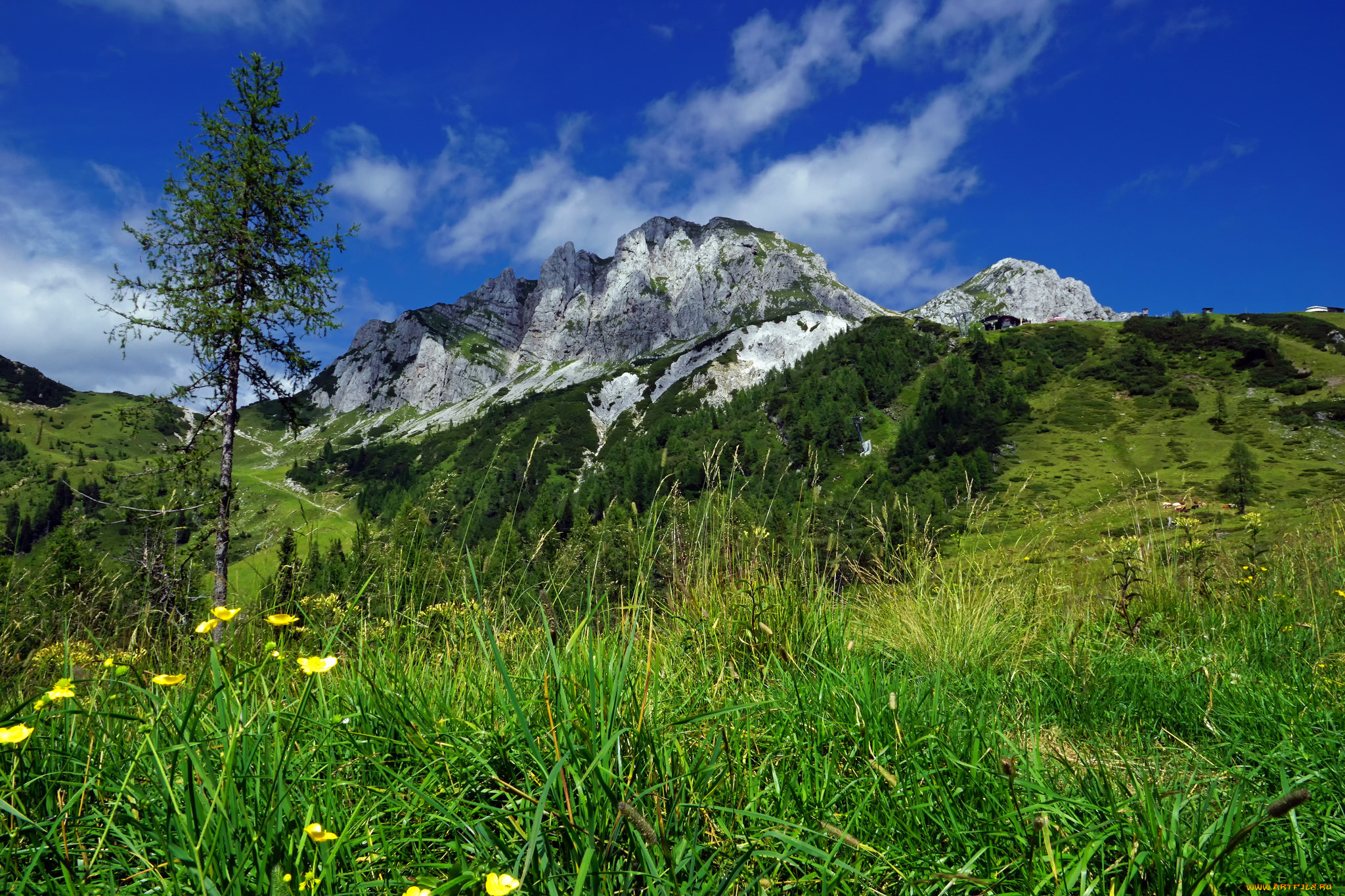 природа, луга, простор