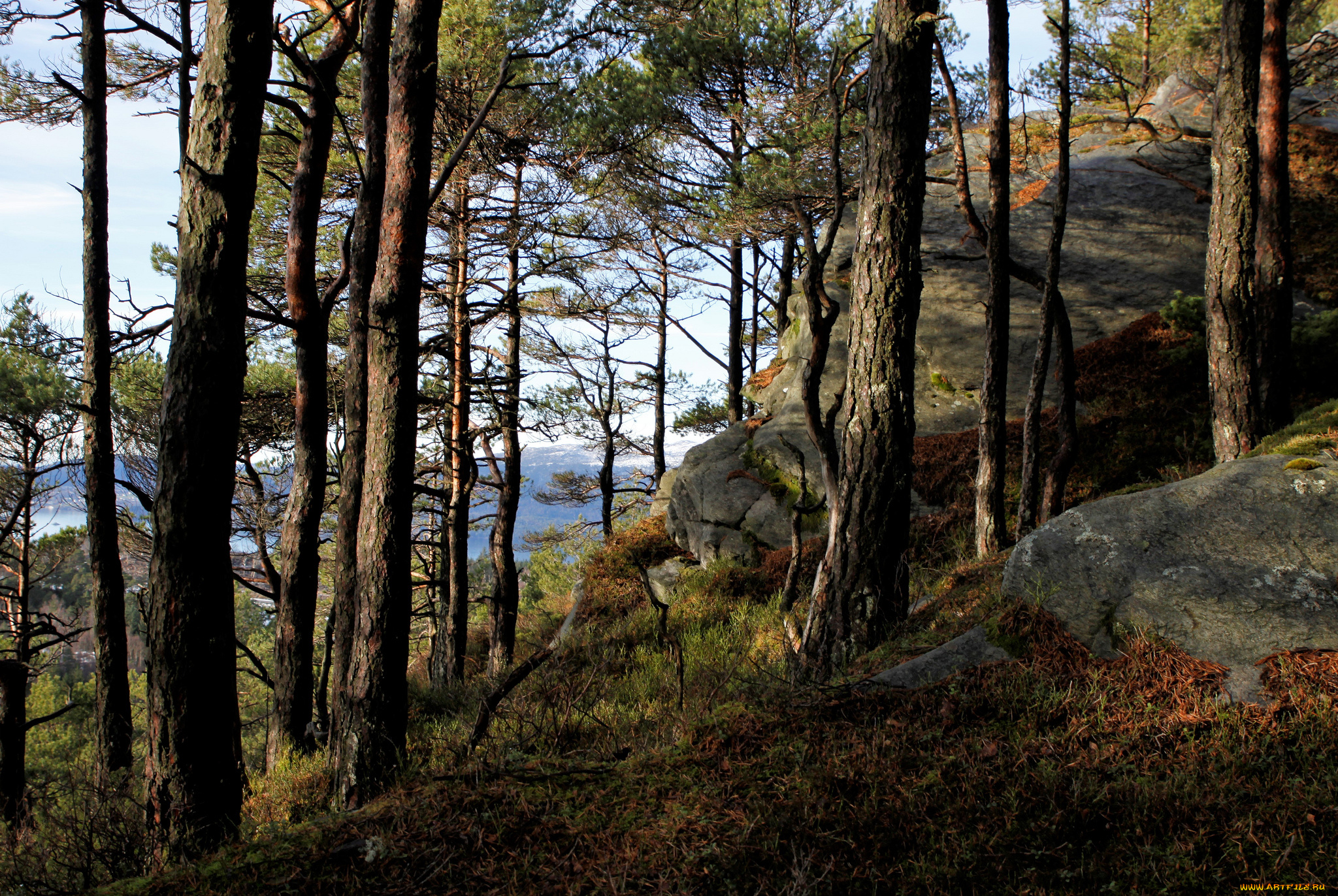 природа, лес, простор