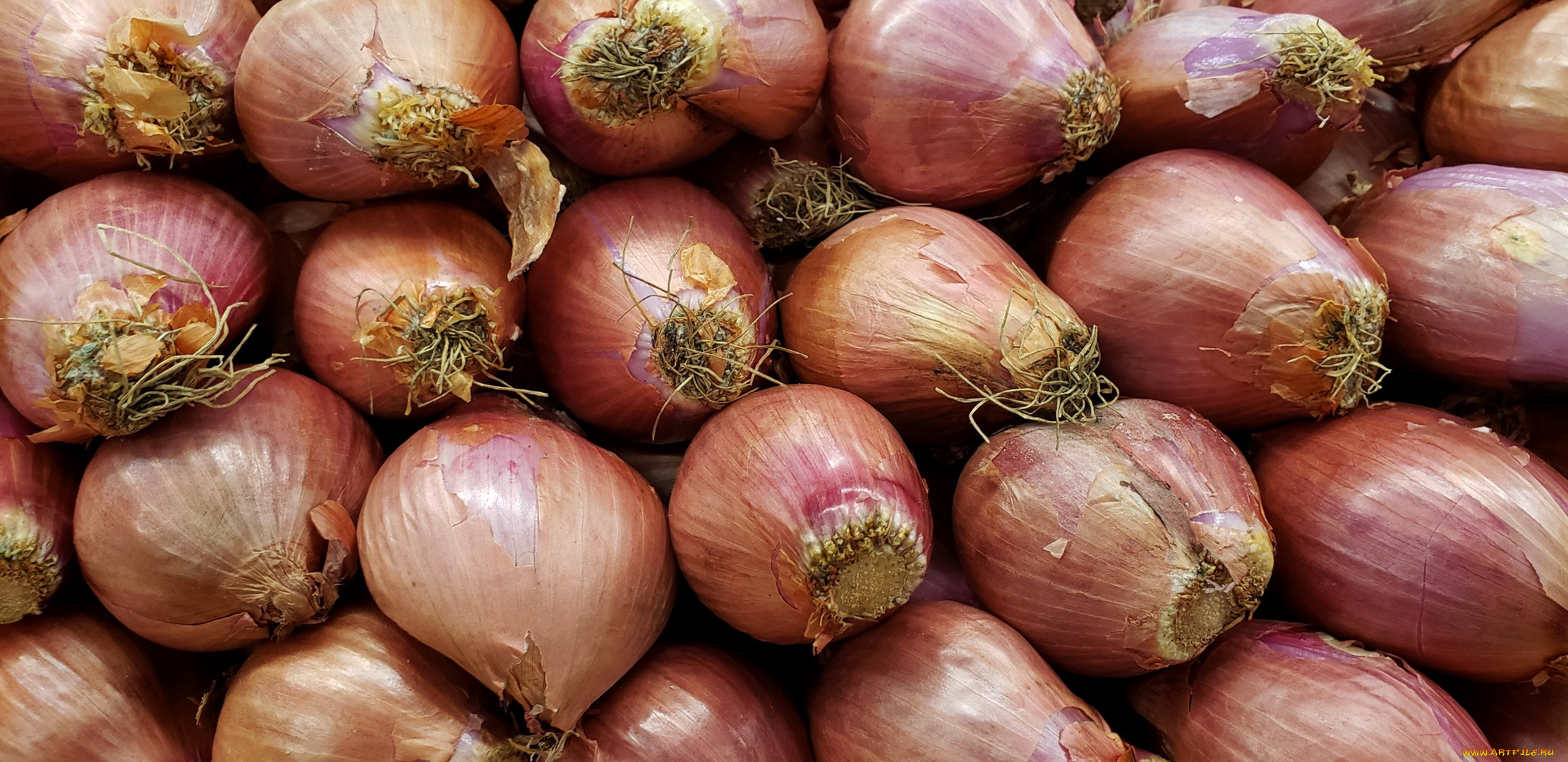 еда, лук, репчатый