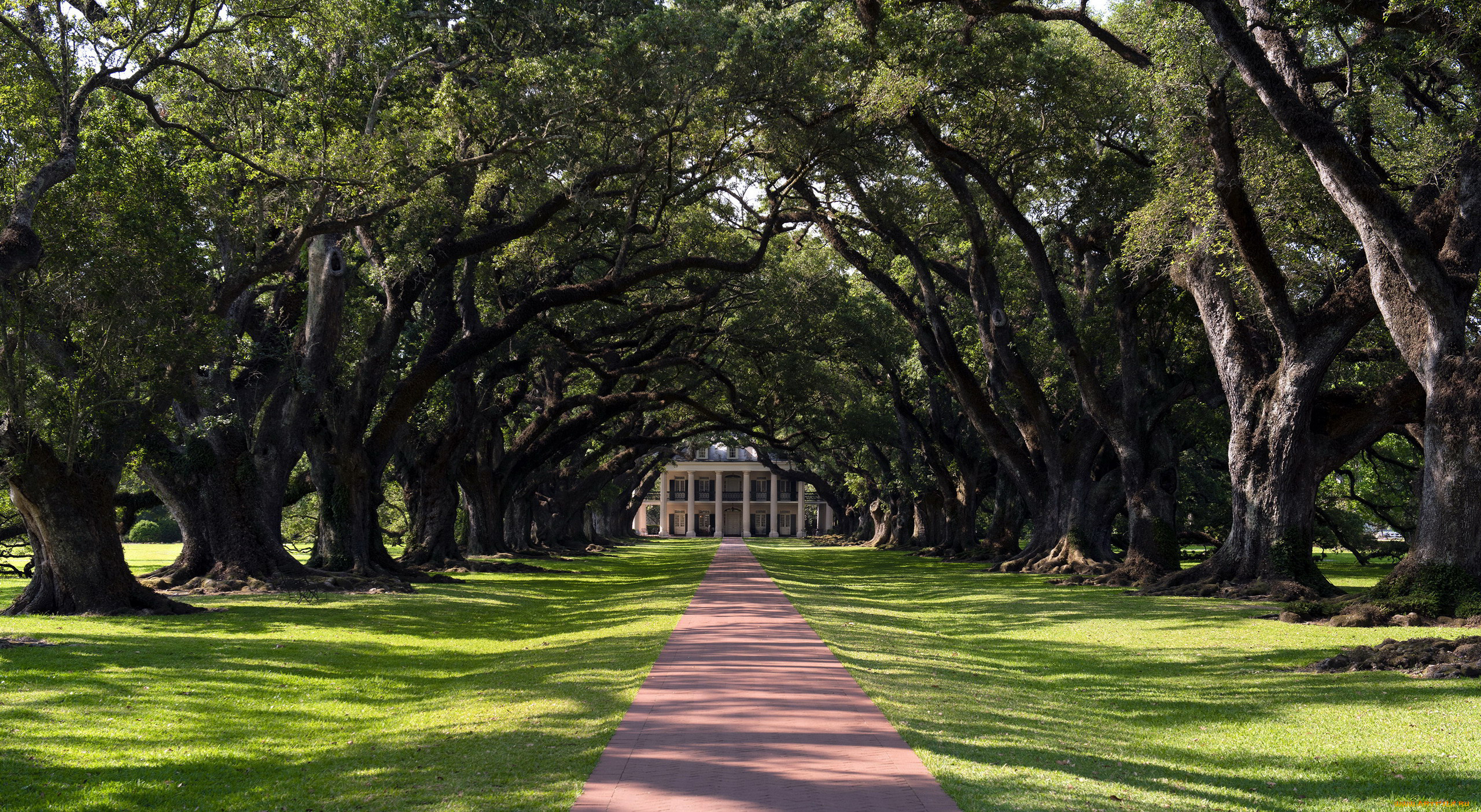 природа, парк, дубы