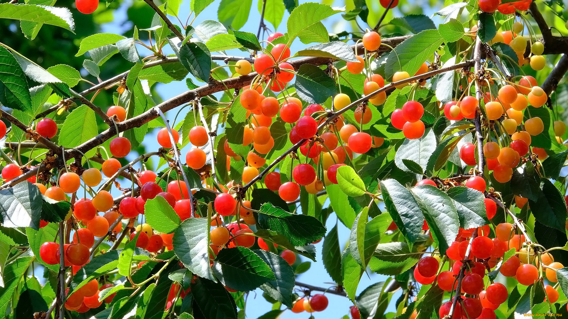 природа, ягоды, вишни