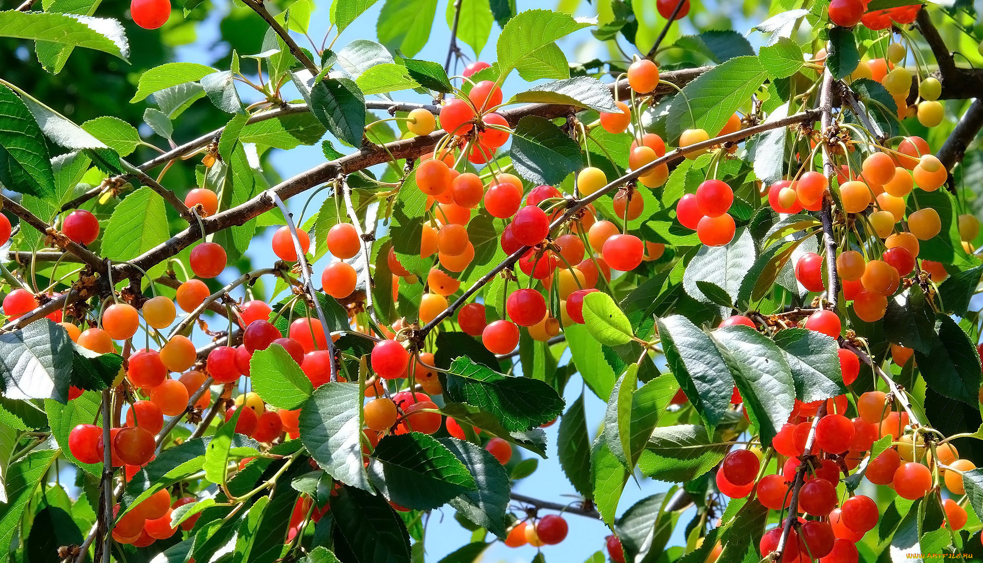 природа, ягоды, вишни