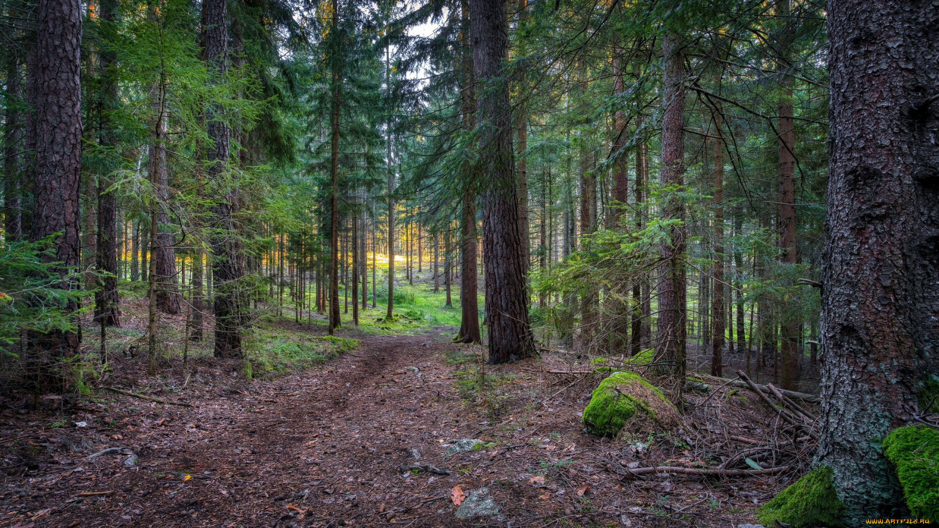 природа, лес, сосны, ели, тропинка