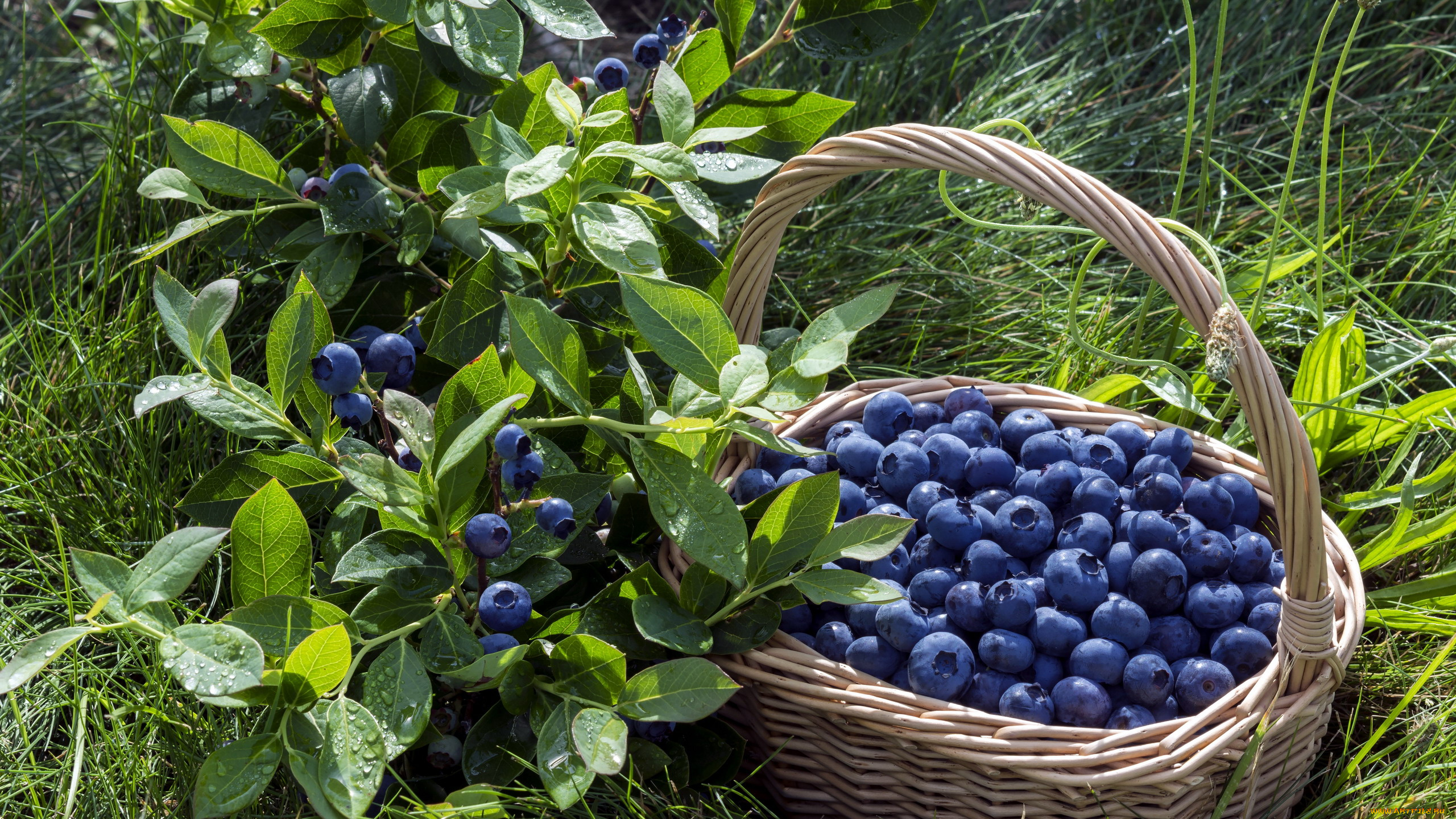 еда, голубика, , черника, трава, черника, корзина
