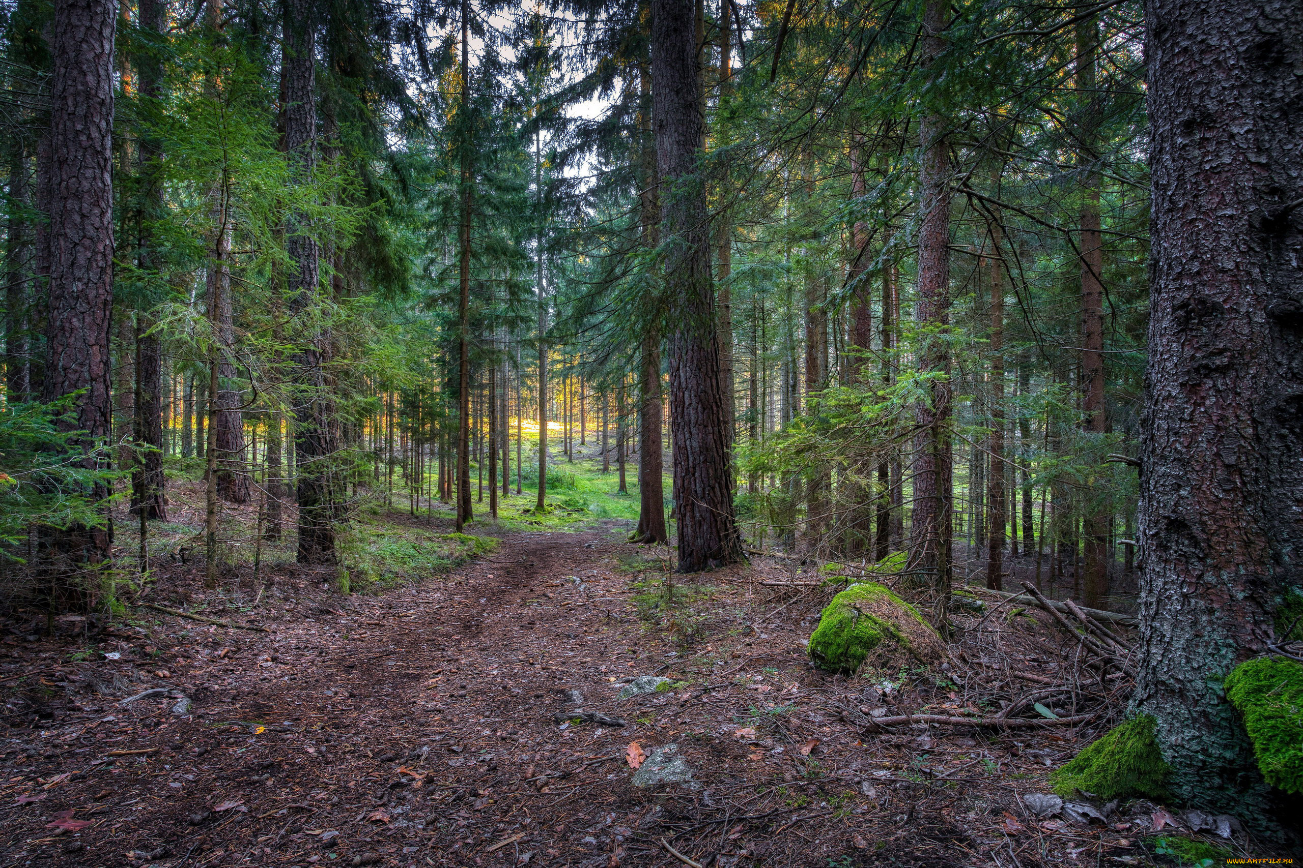 природа, лес, сосны, ели, тропинка