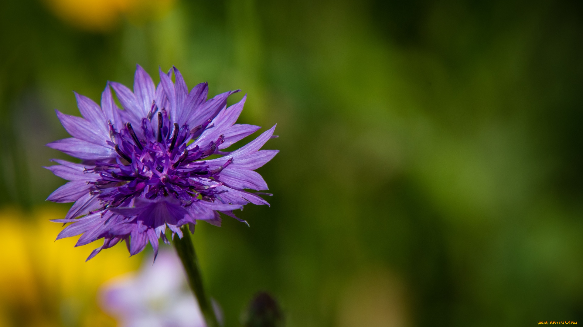 цветы, васильки, лиловый, василек