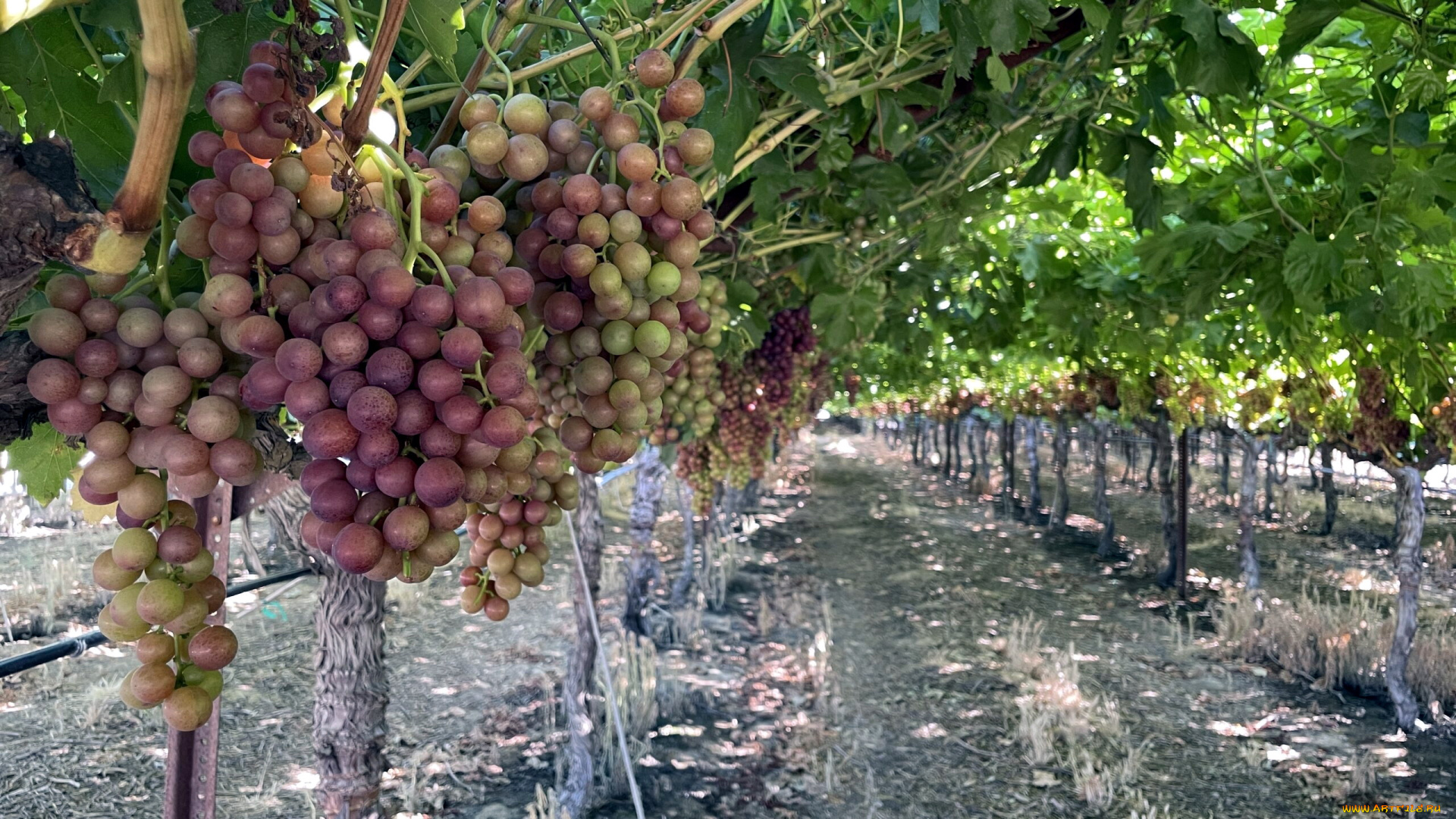 природа, ягоды, , виноград, виноград