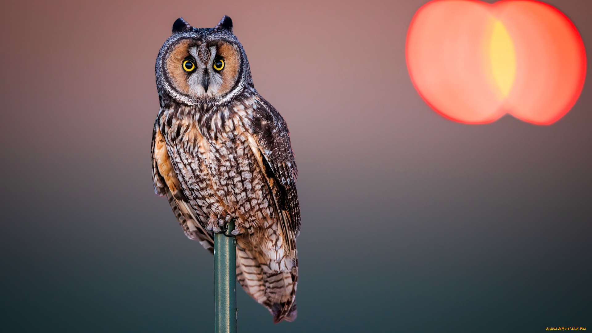 животные, совы, сова