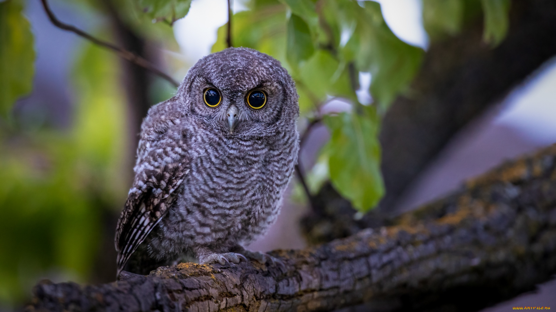 животные, совы, сова