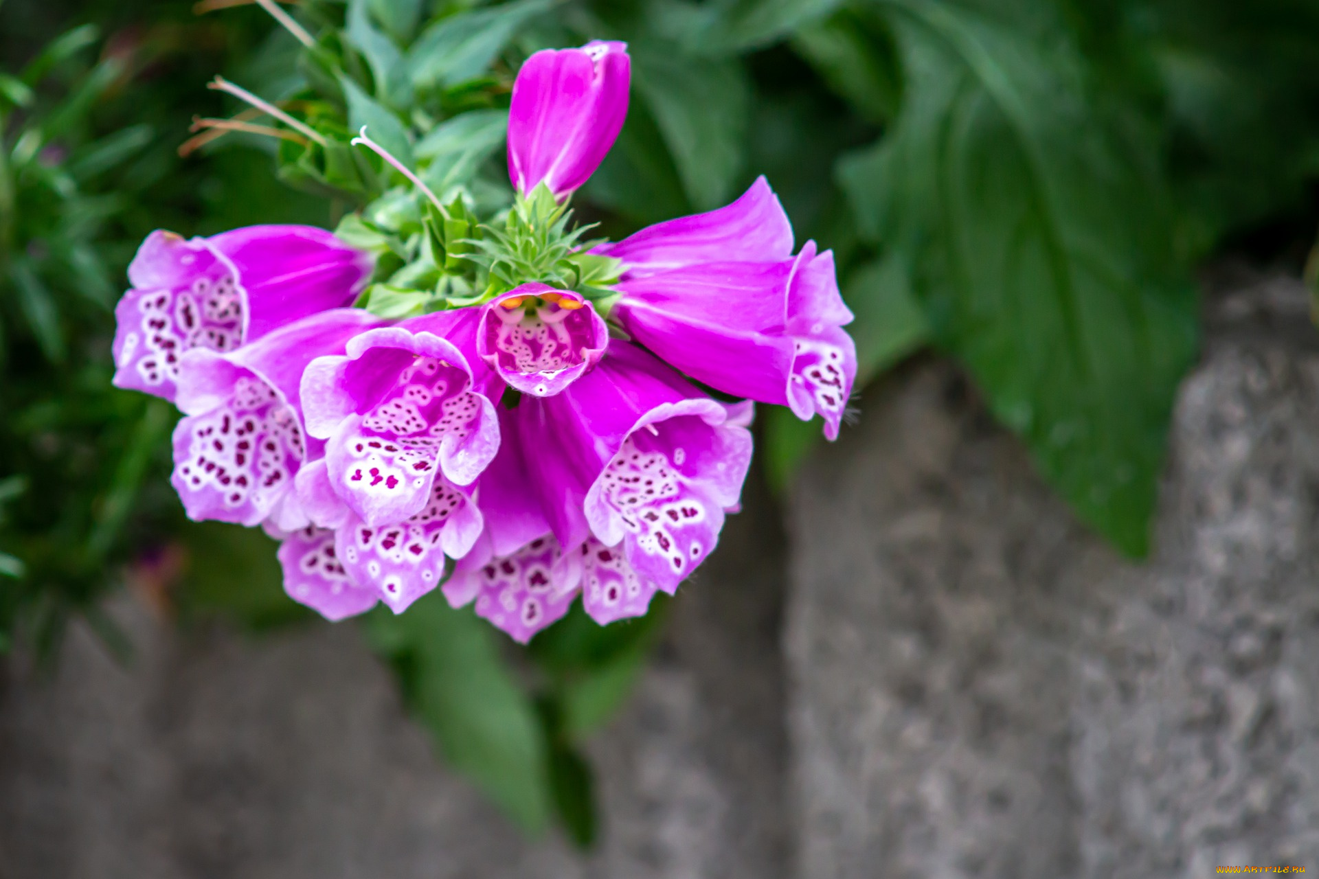 цветы, дигиталис, , наперстянка, розовый, дигиталис, макро