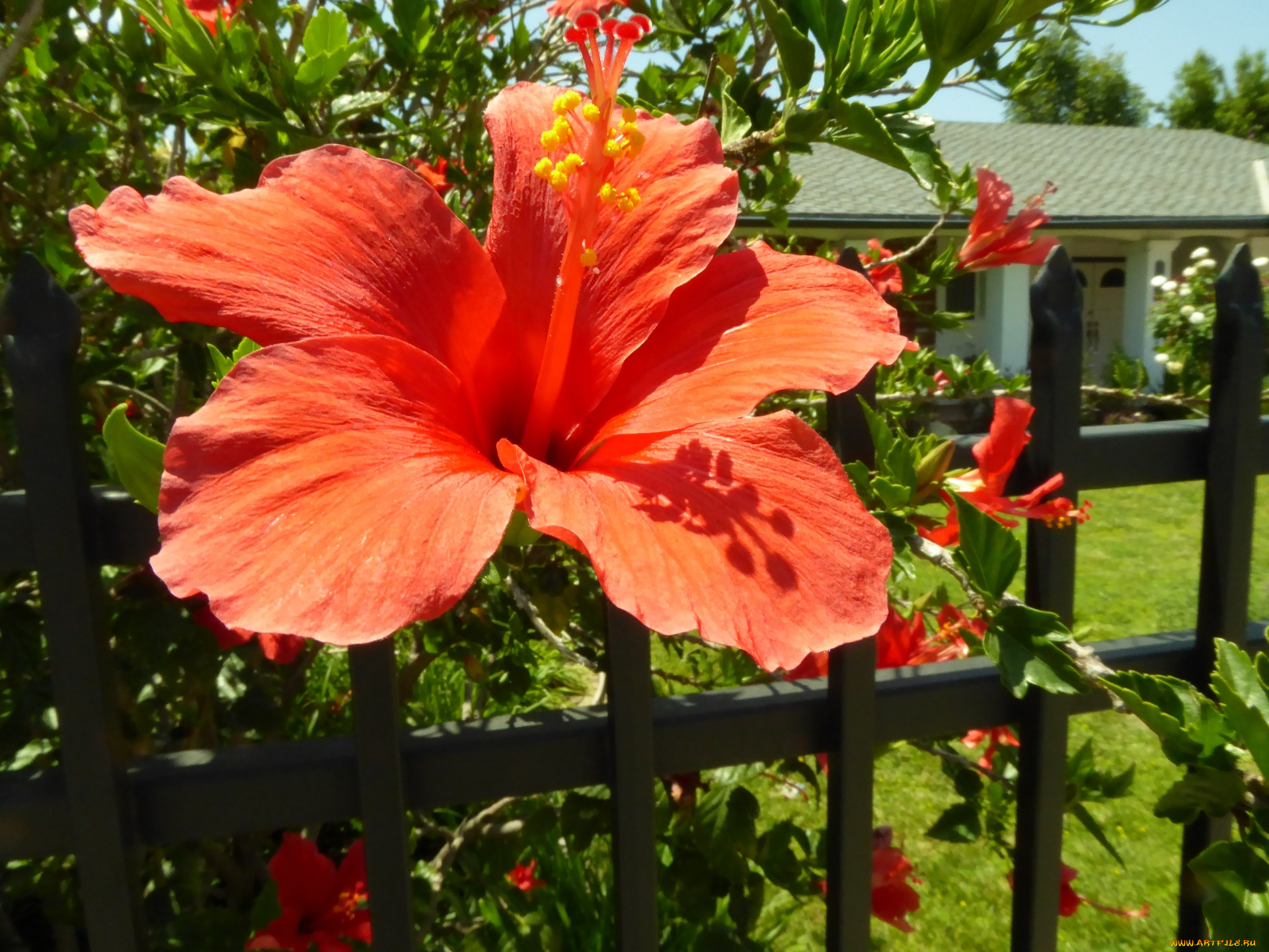 цветы, гибискусы, красный, гибискус, макро