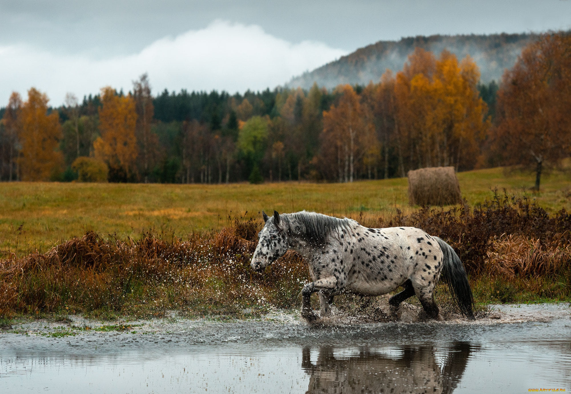 животные, лошади, лошадь