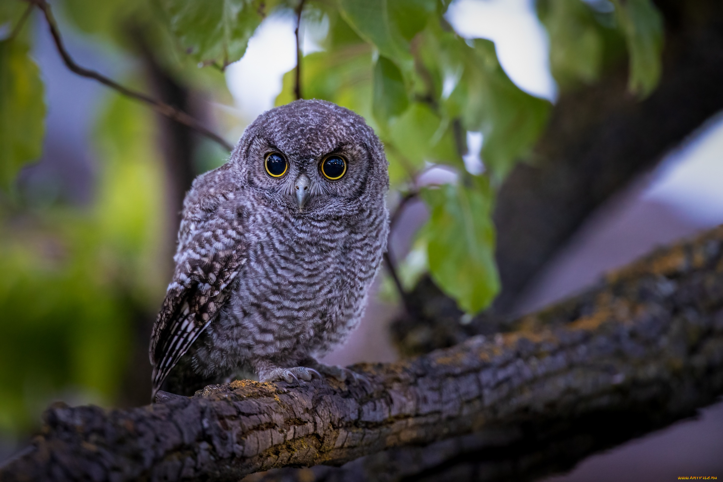 животные, совы, сова