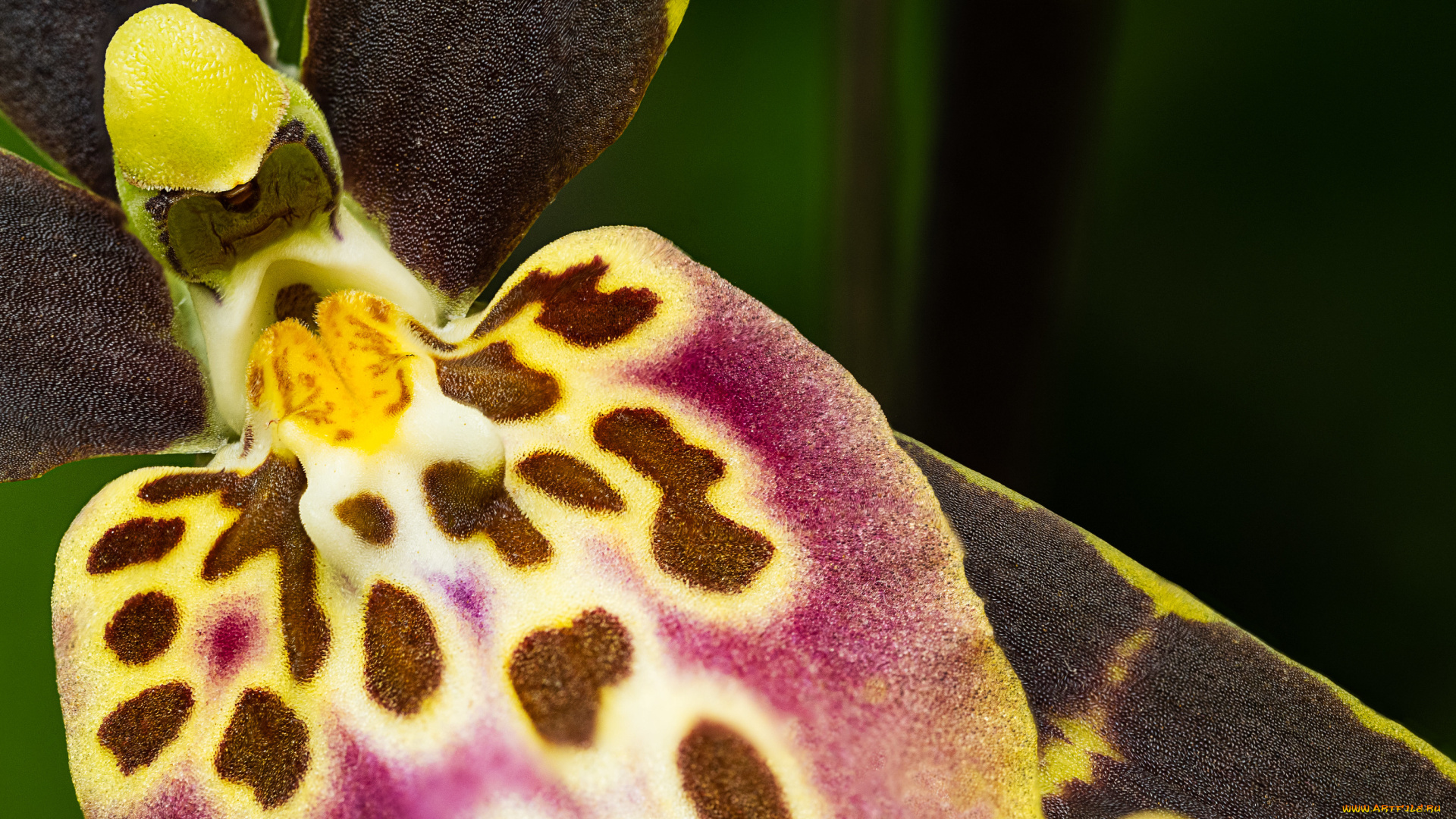 цветы, орхидеи, макро