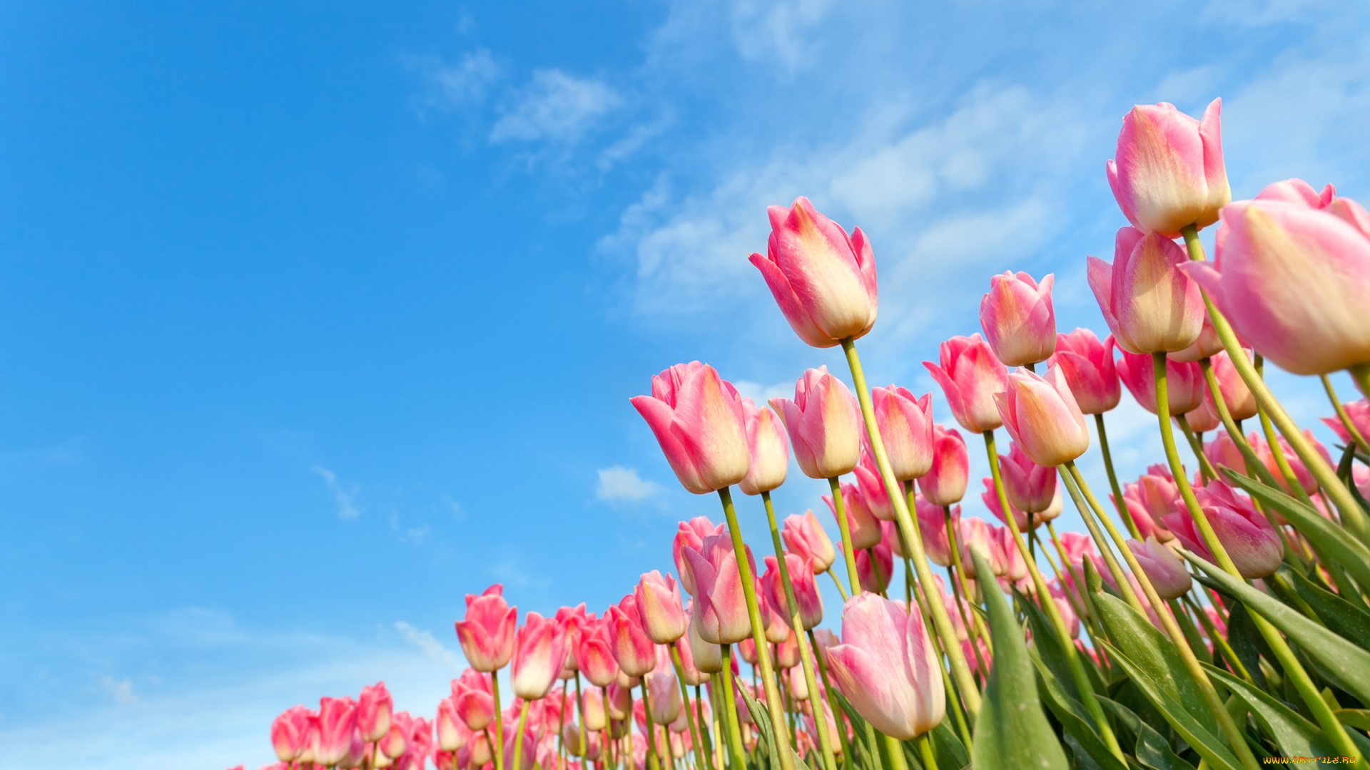 цветы, тюльпаны, весна