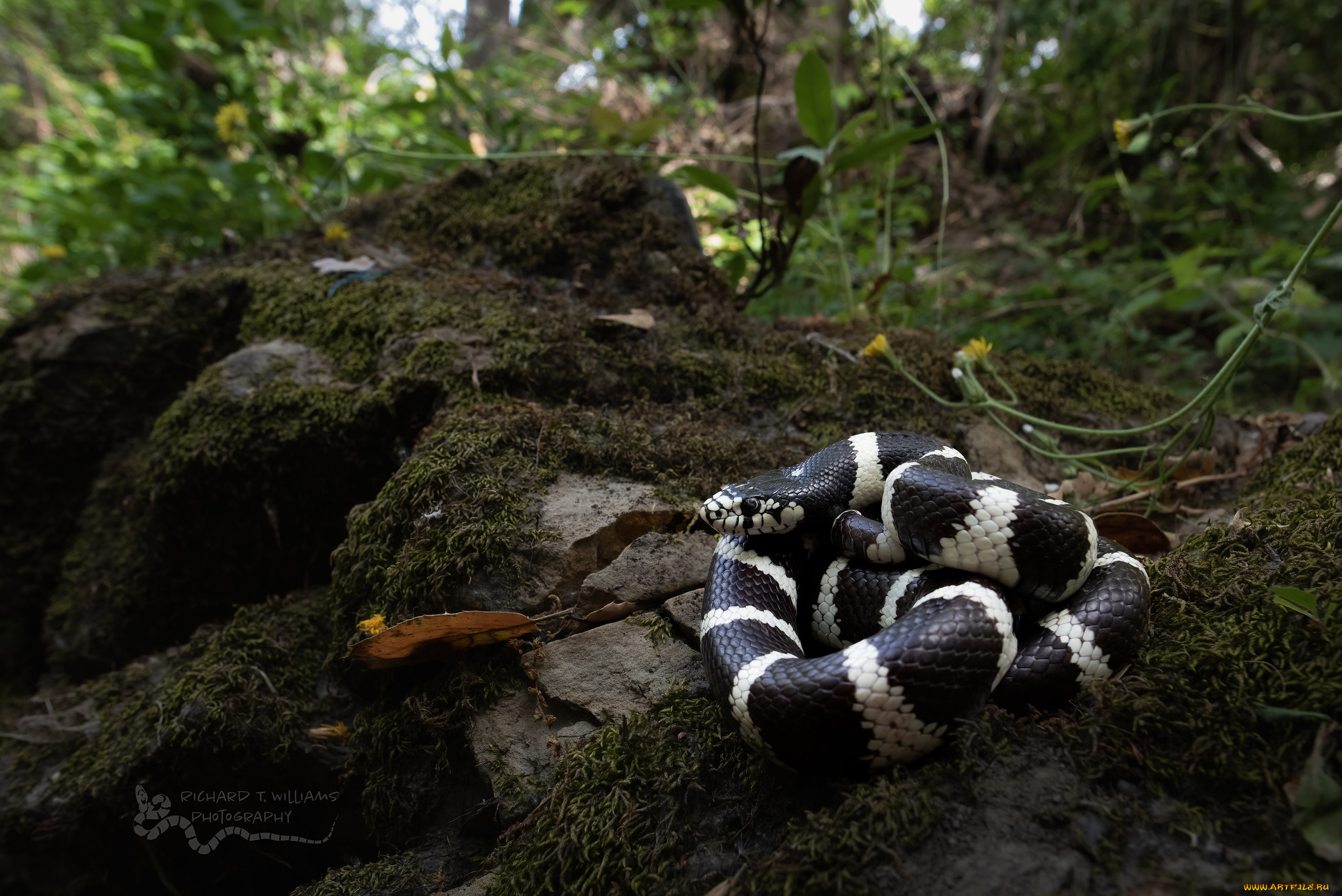 животные, змеи, , питоны, , кобры, змея