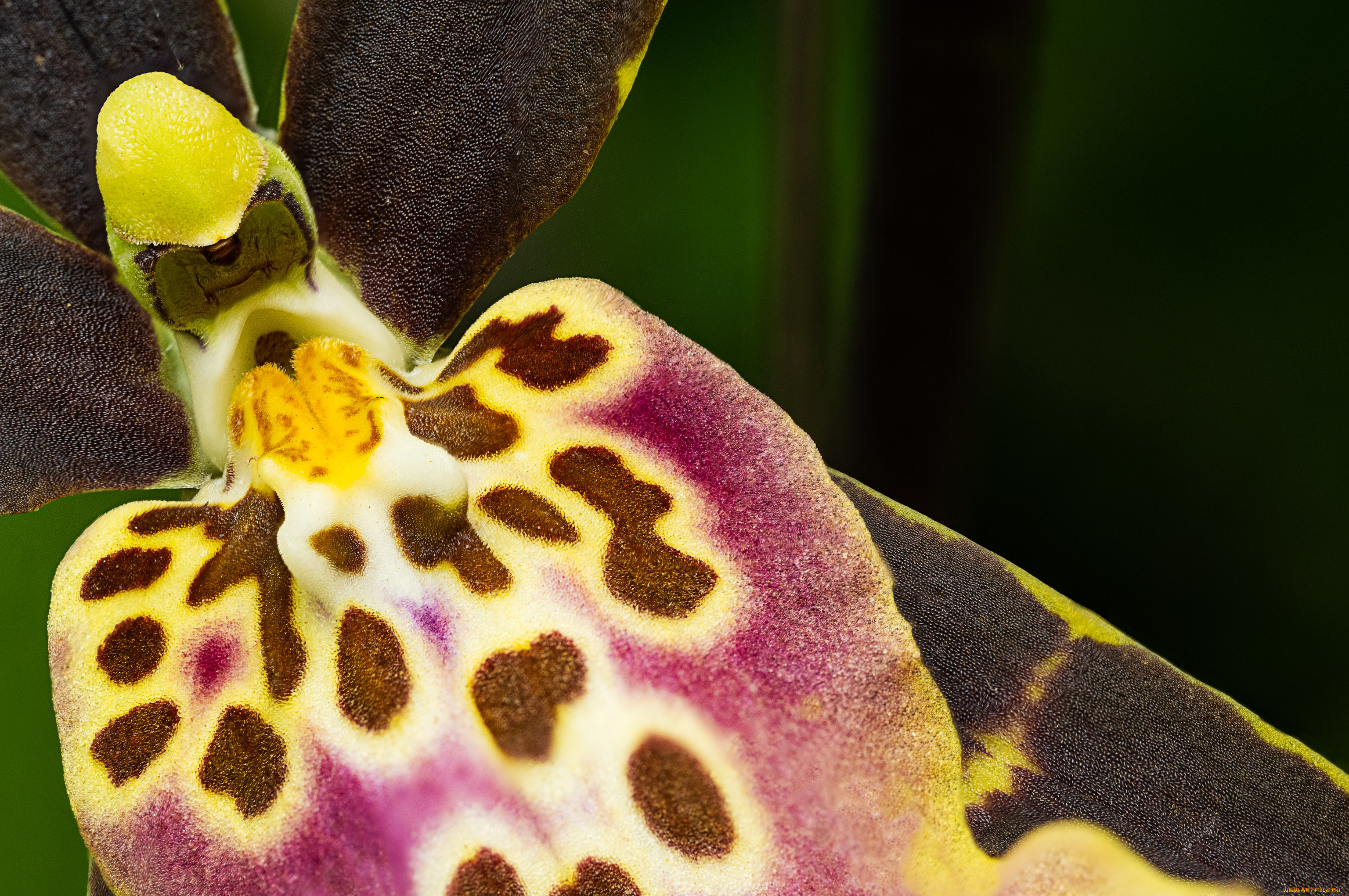 цветы, орхидеи, макро