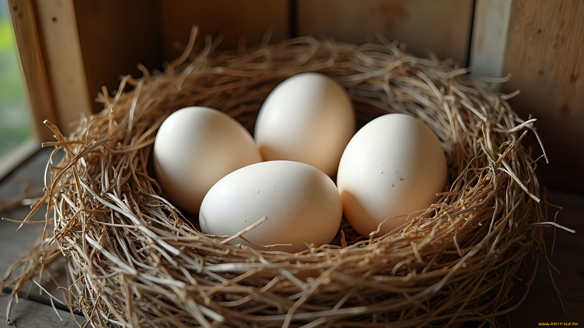 еда, яйца, гнездо, белые