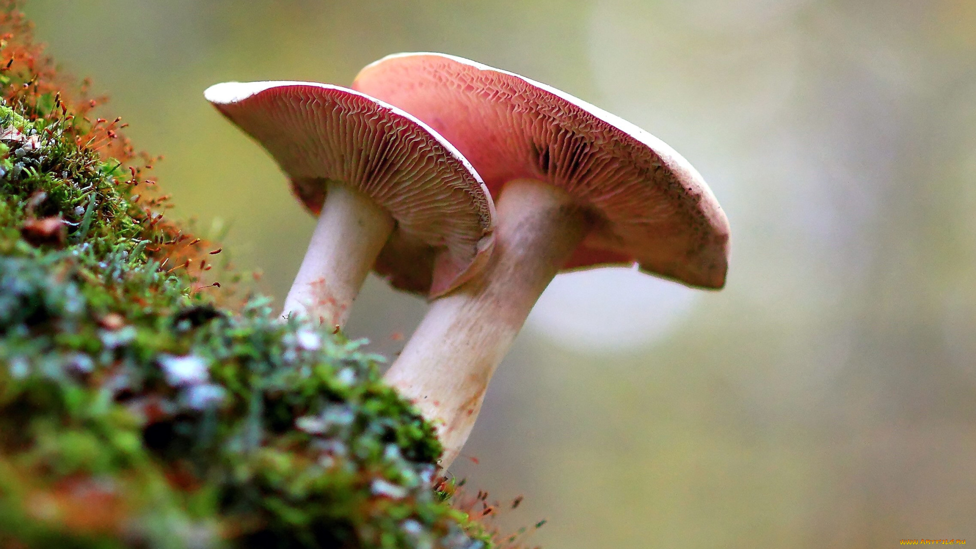 природа, грибы, грибной, дуэт