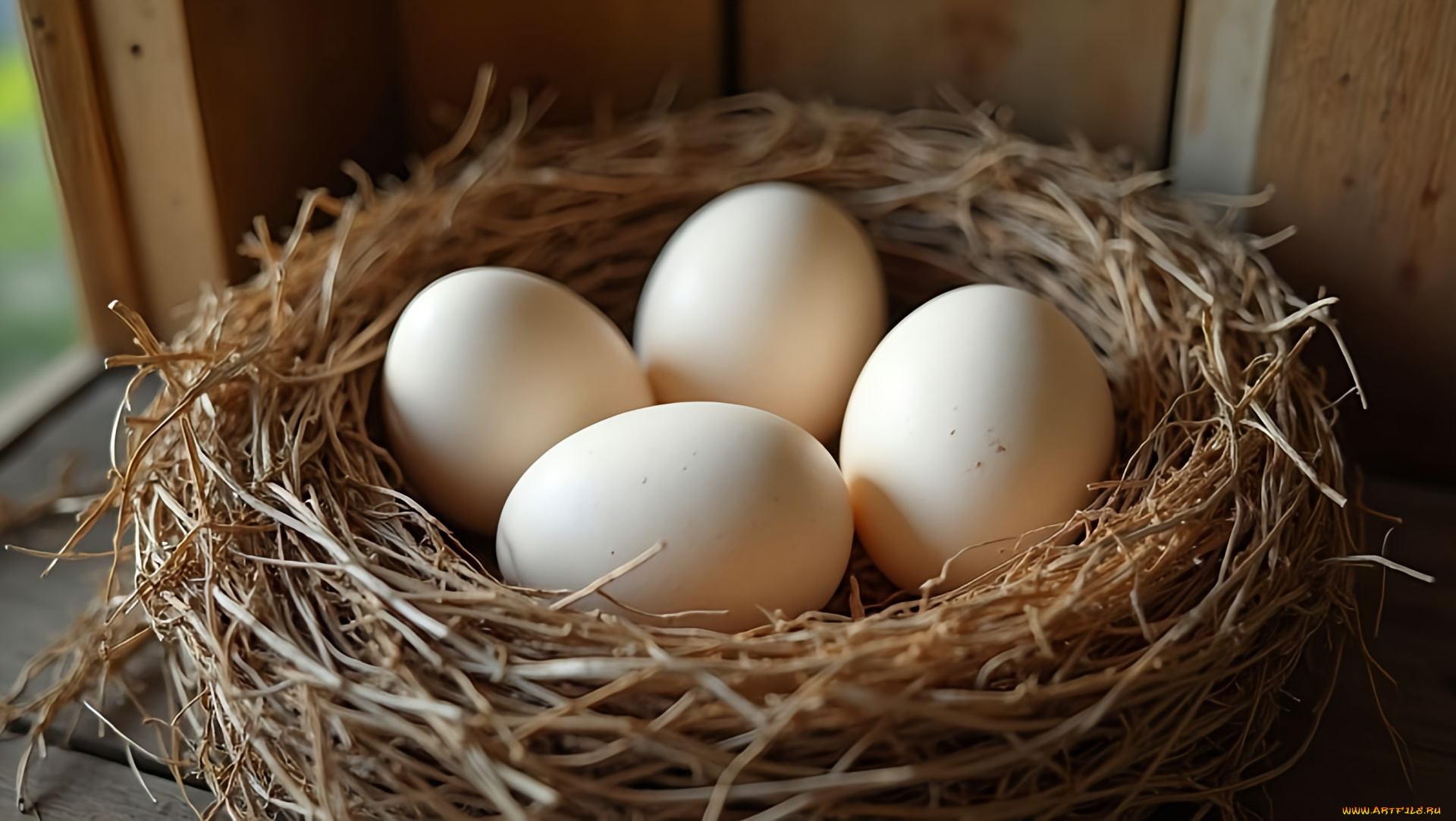 еда, яйца, гнездо, белые