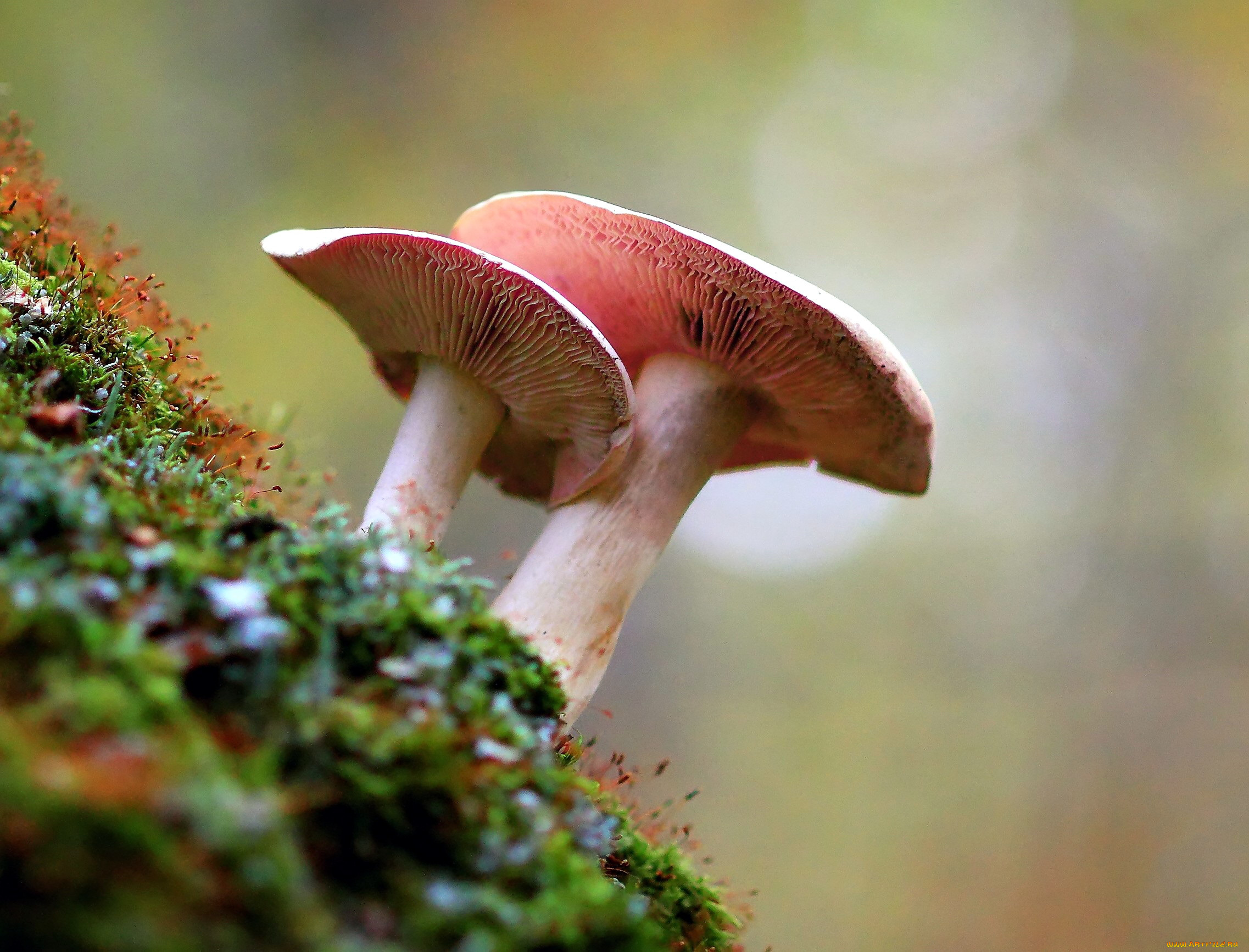 природа, грибы, грибной, дуэт