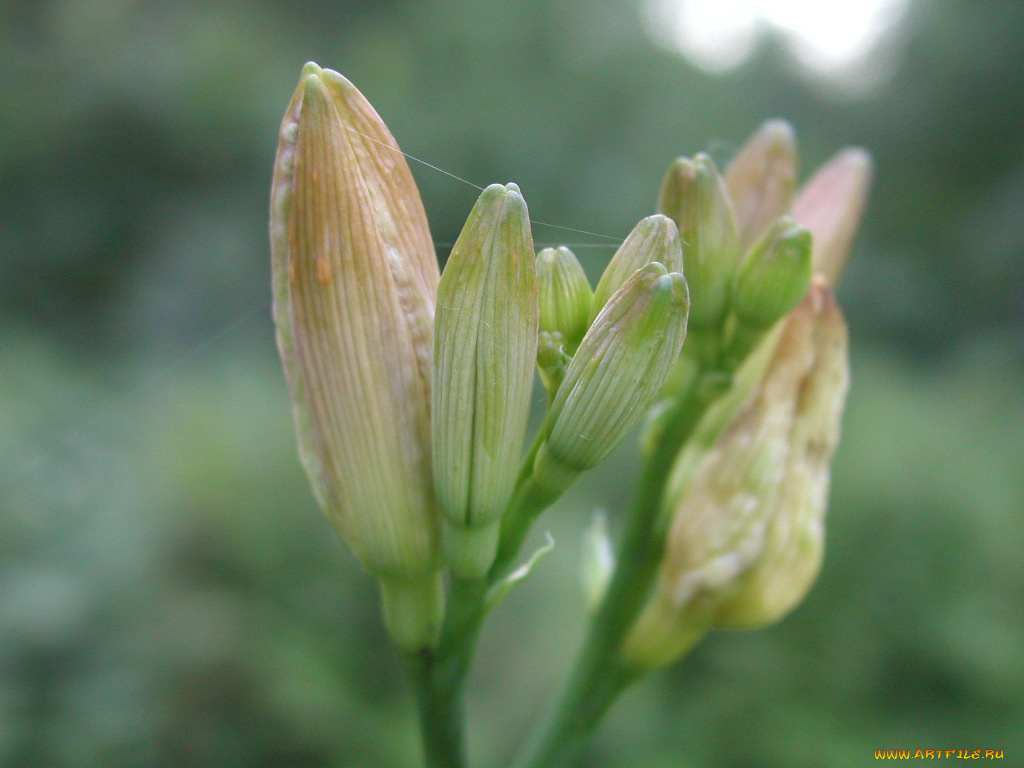 цветы, лилии, лилейники