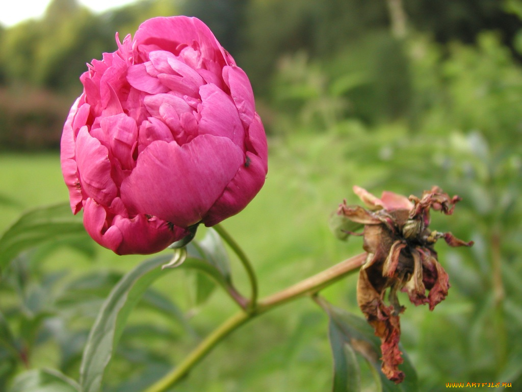 цветы, пионы